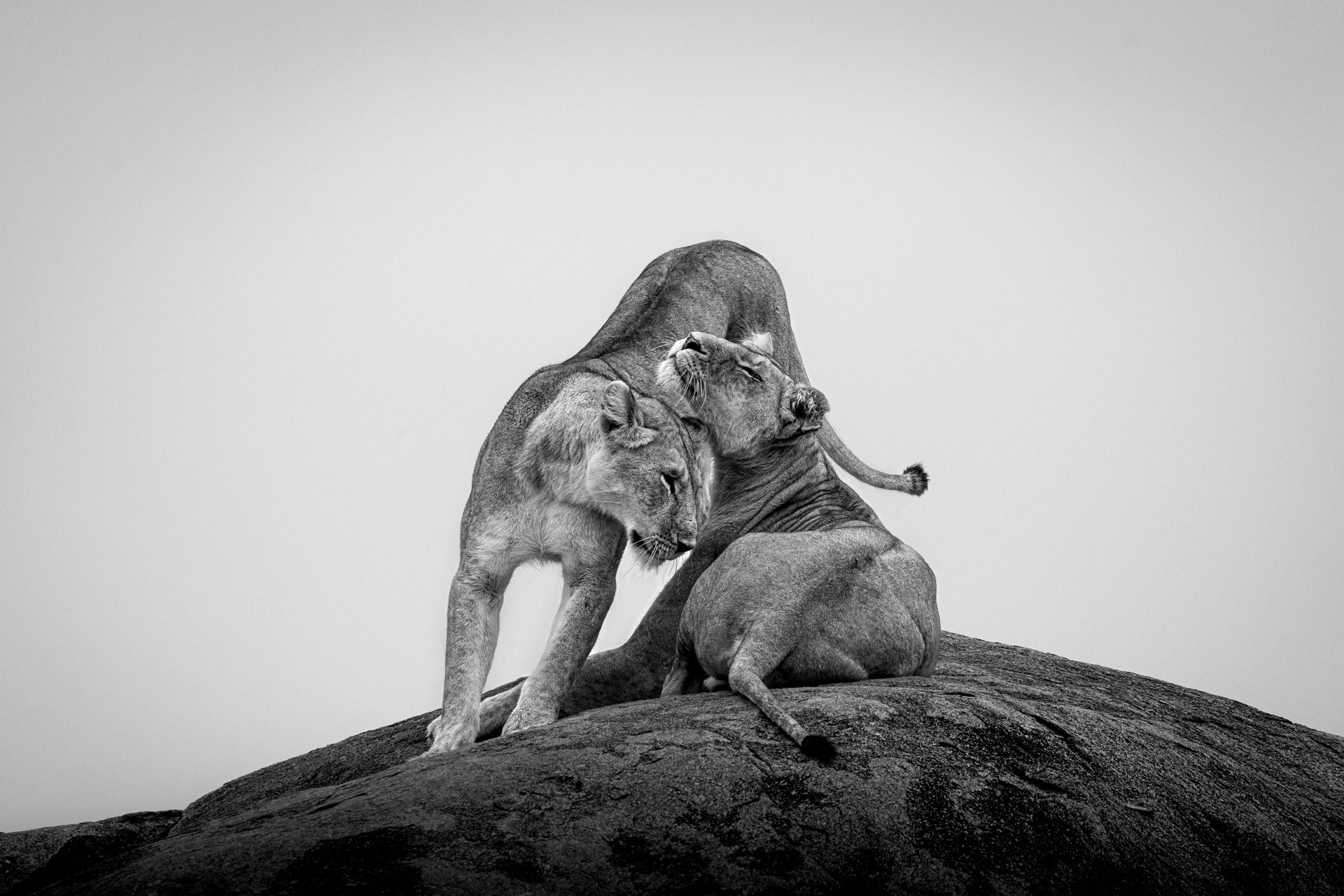 New York Photography Awards Winner - The Greeting