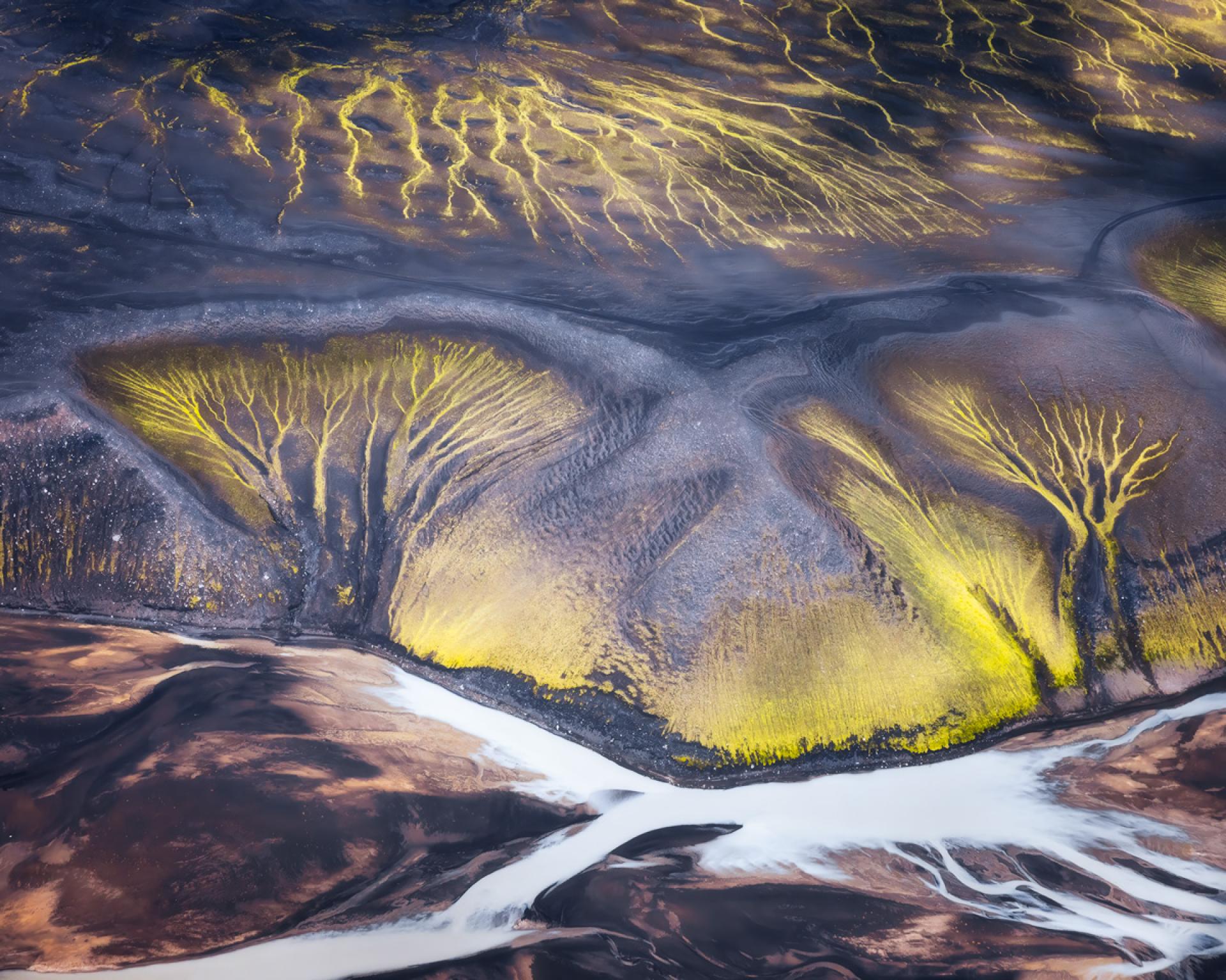 New York Photography Awards Winner - Icelandic trees