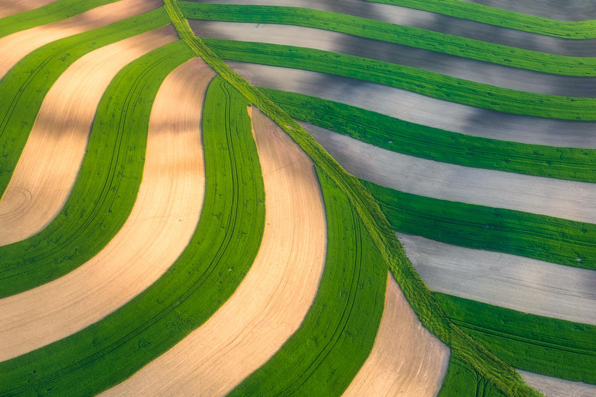 New York Photography Awards Winner - The leaf in the field