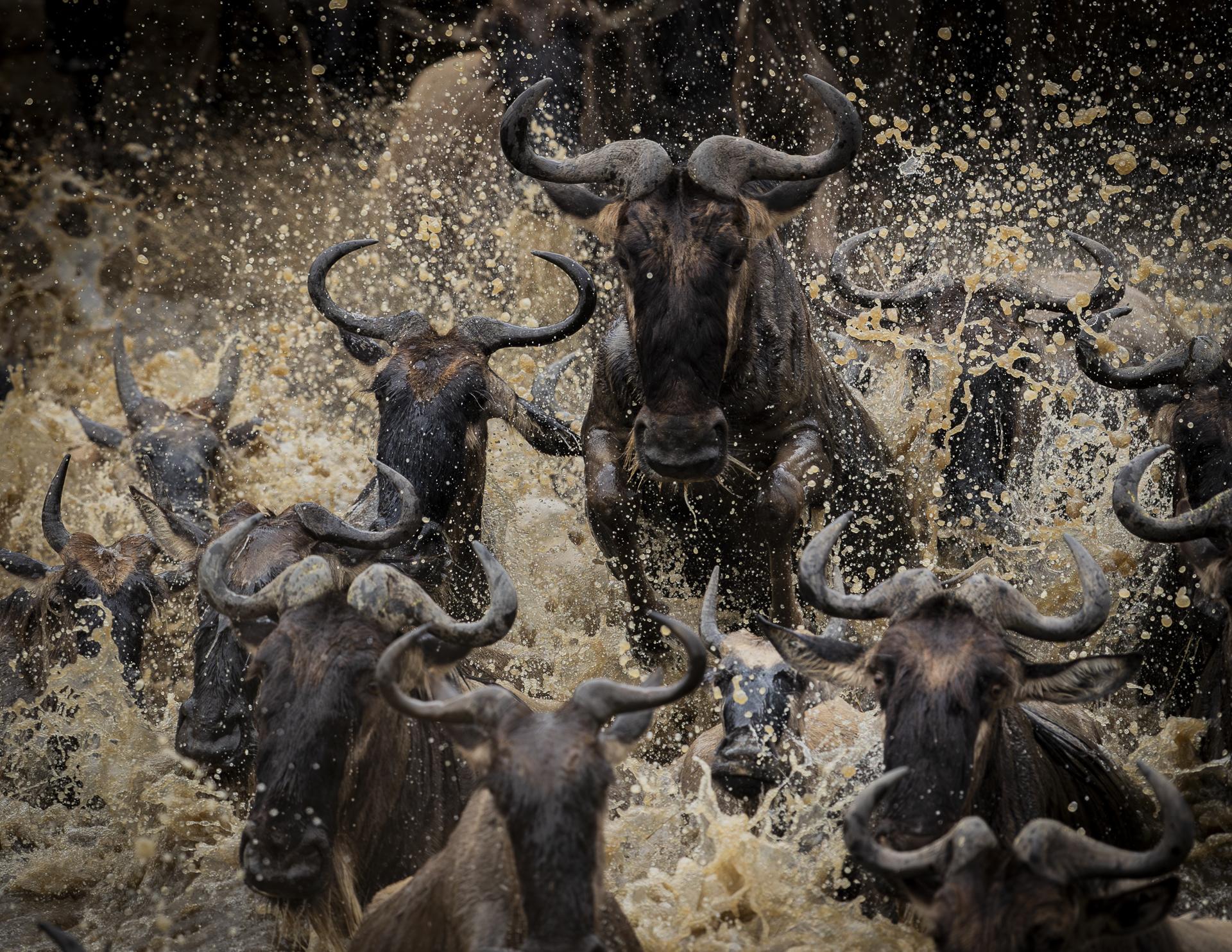 New York Photography Awards Winner - The Leap