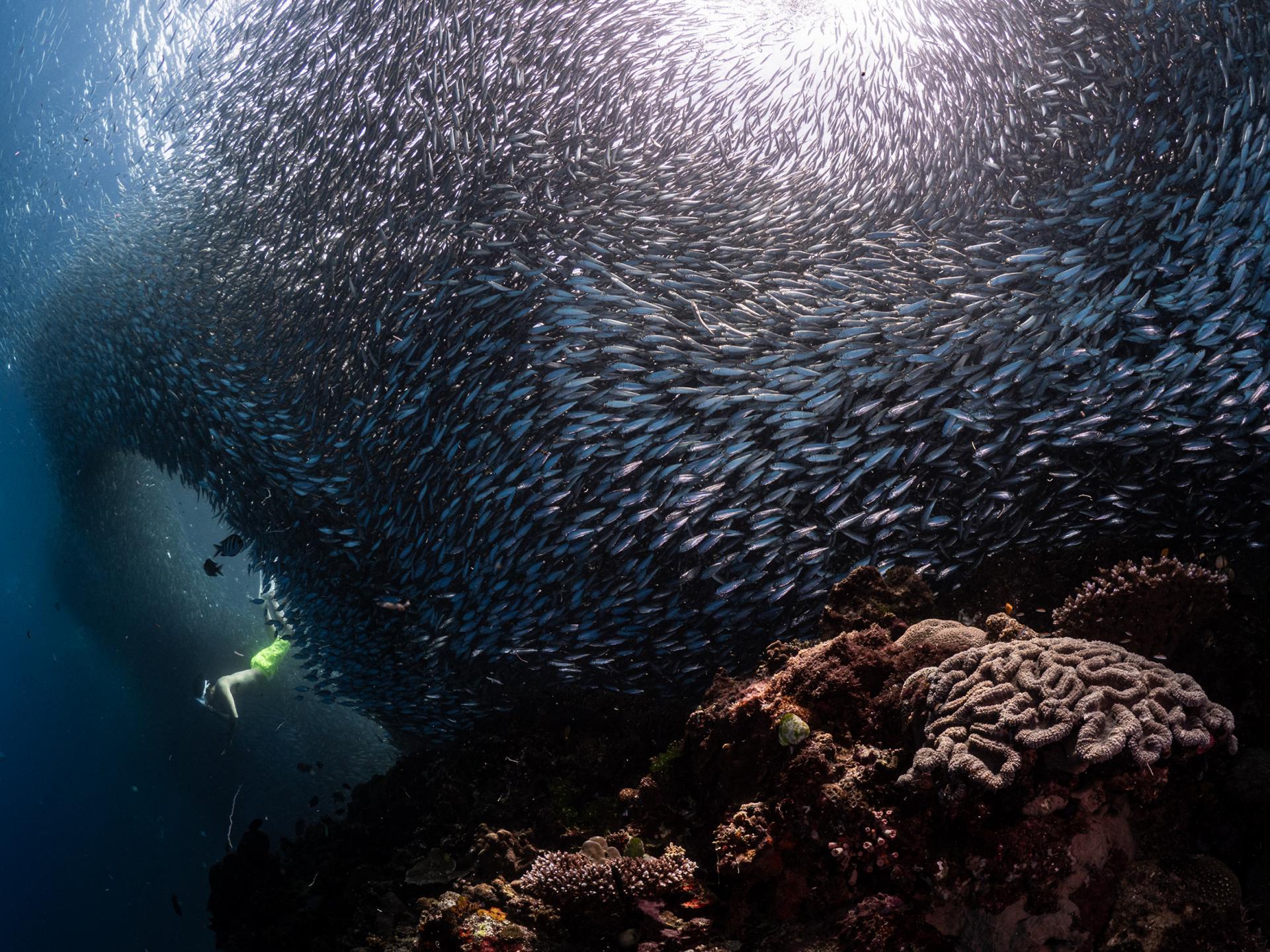 New York Photography Awards Winner - school of fish