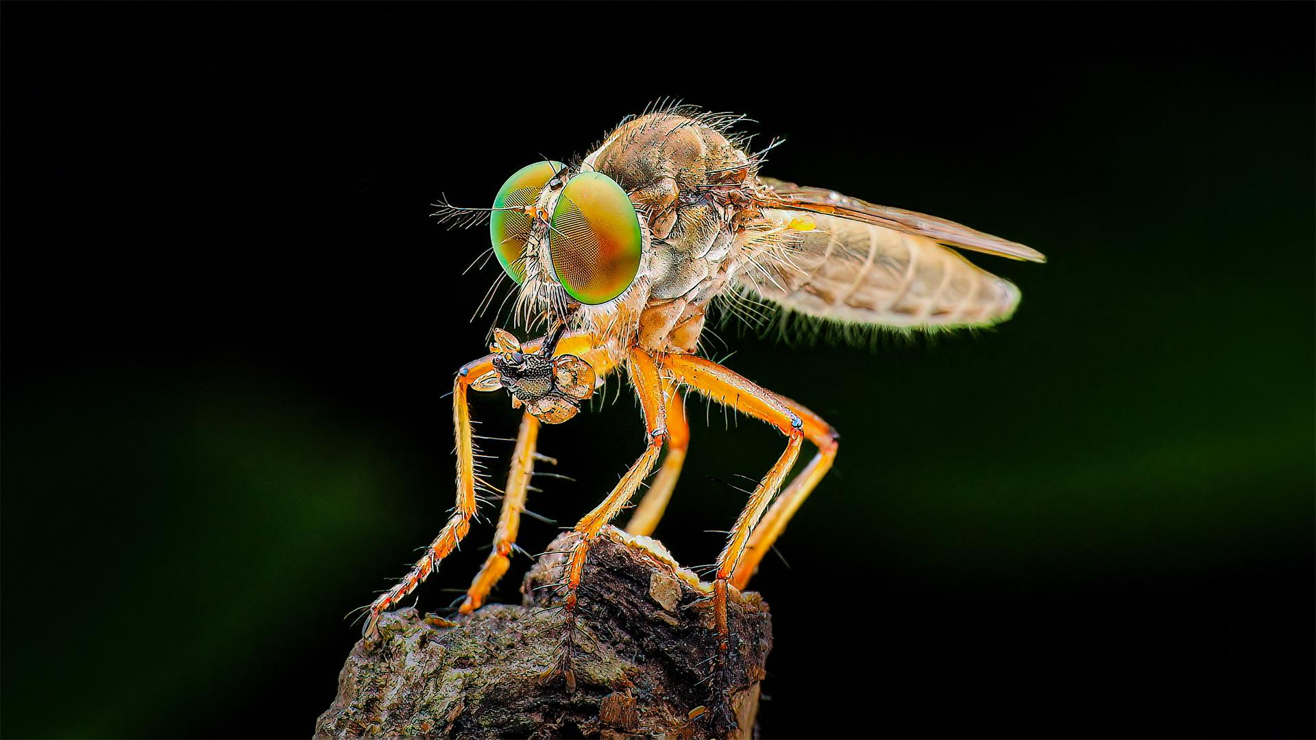 New York Photography Awards Winner - Robber fly