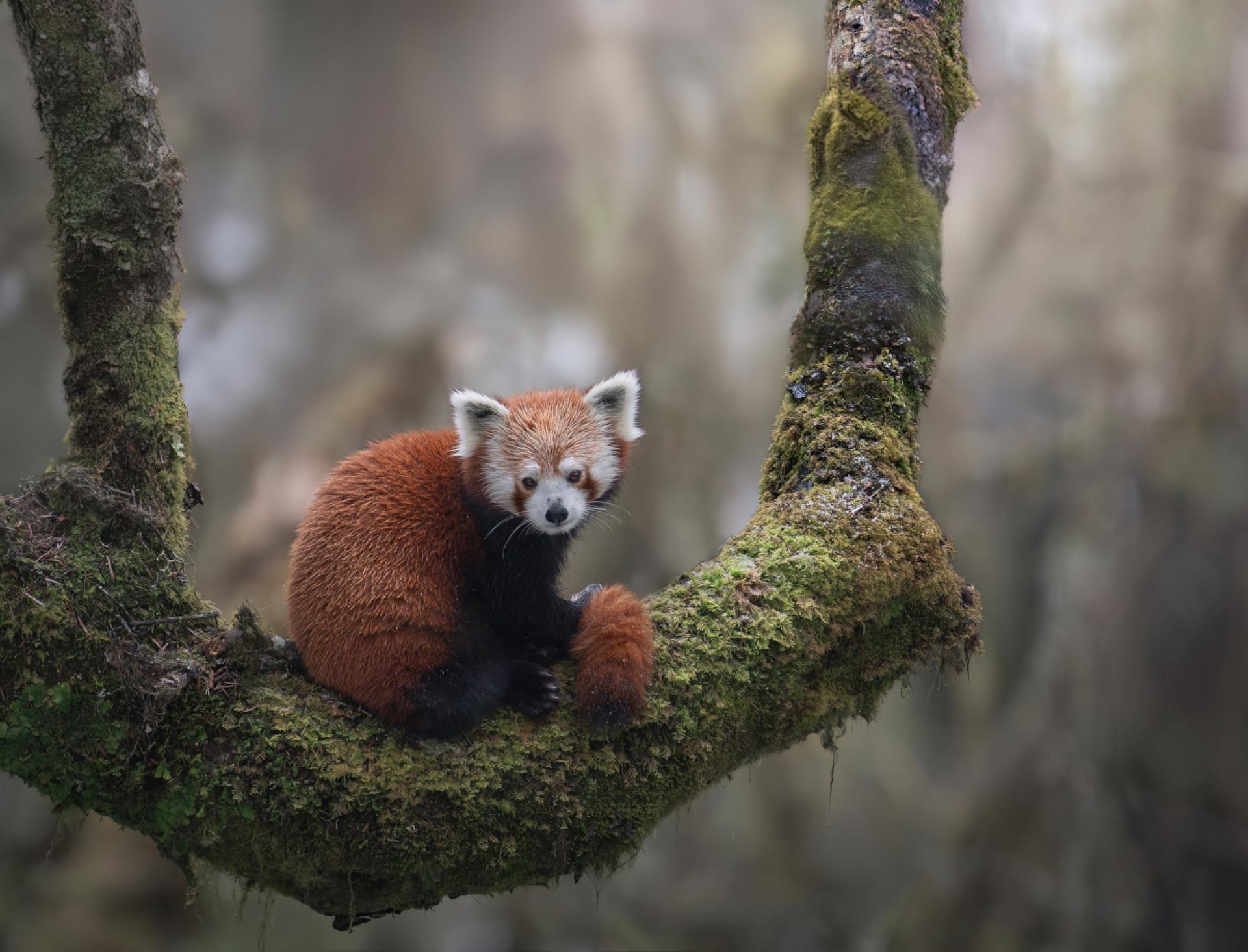 New York Photography Awards Winner - The Red Panda's Natural Swing