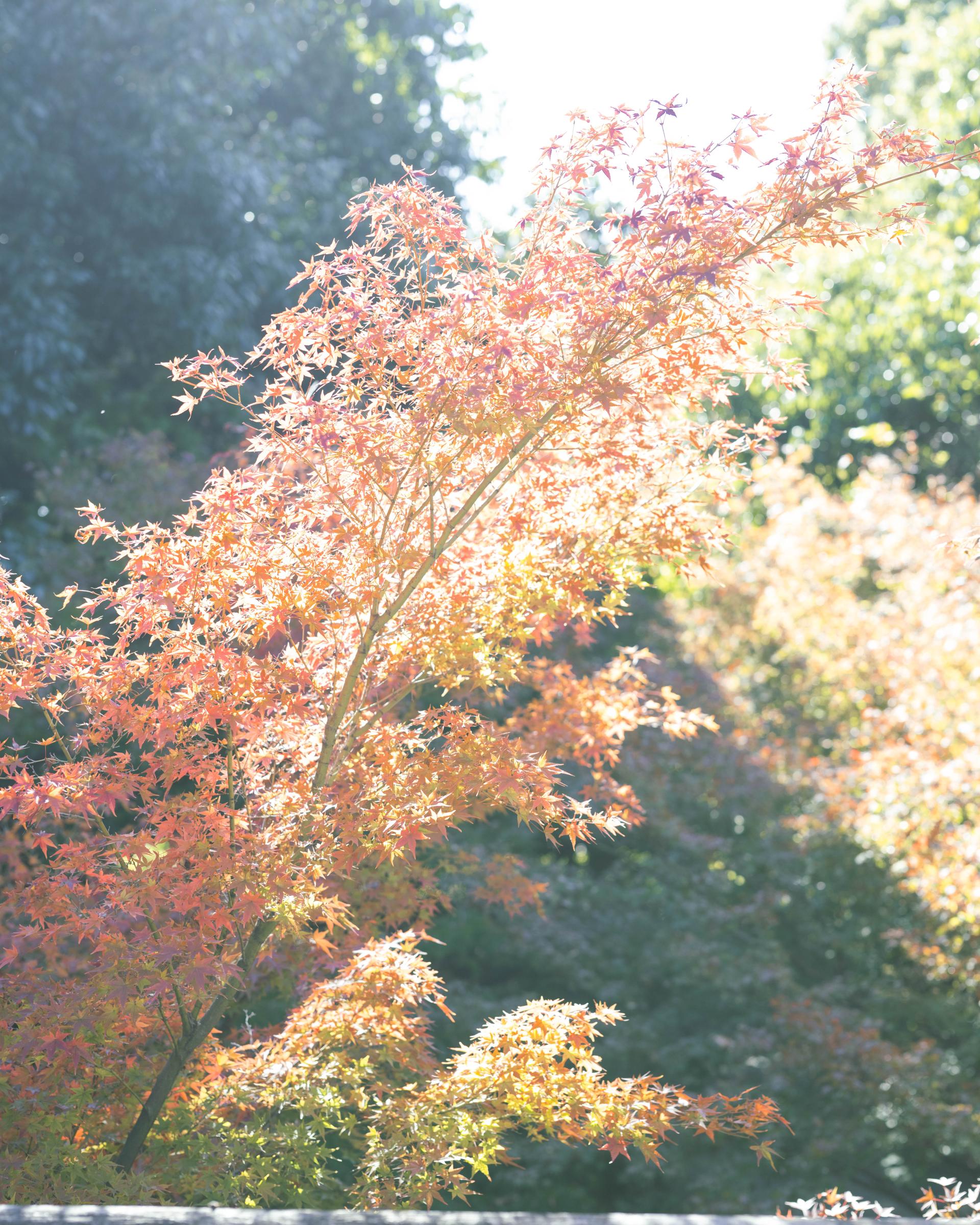 New York Photography Awards Winner - My dear Sakura,