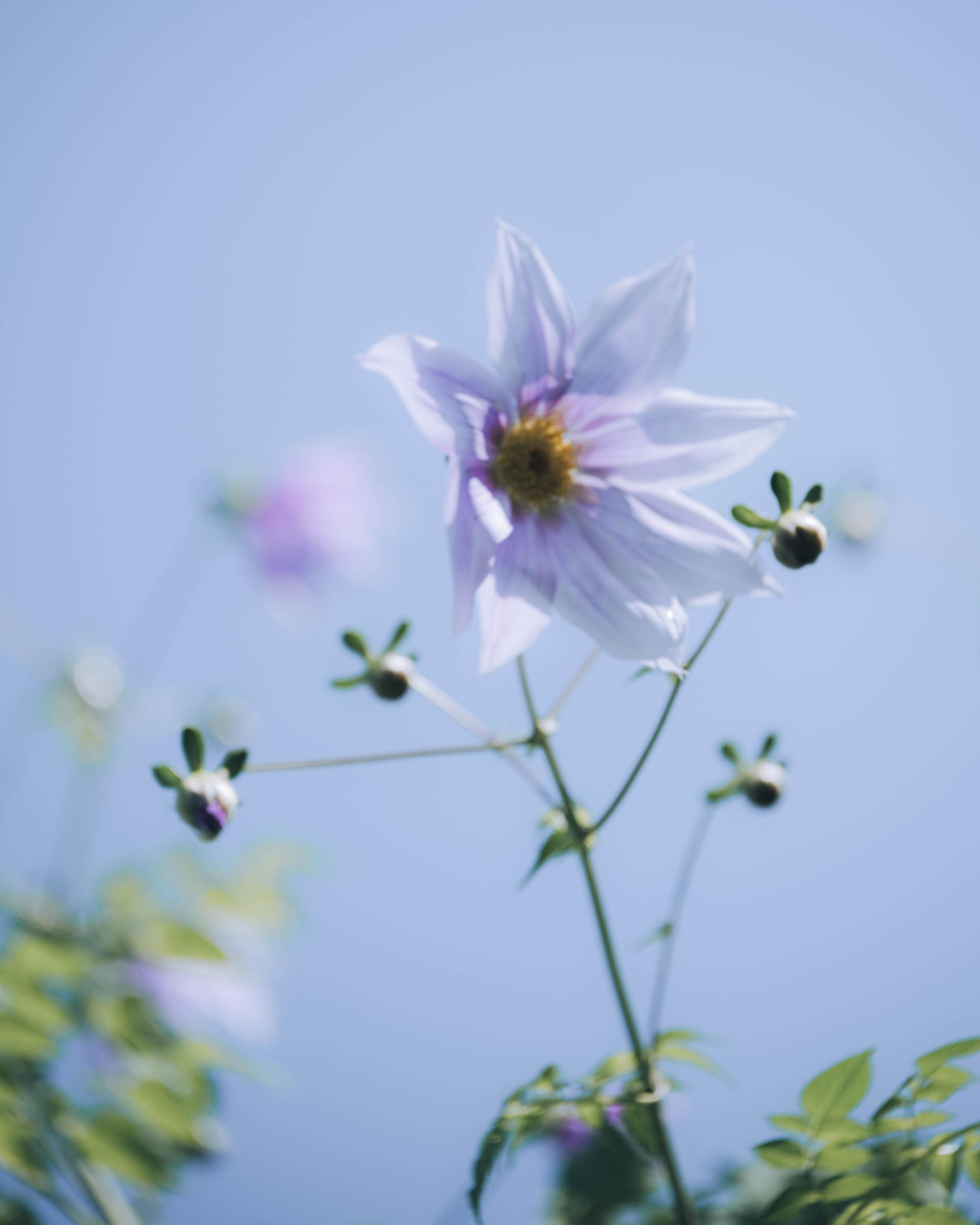 New York Photography Awards Winner - My dear Sakura,