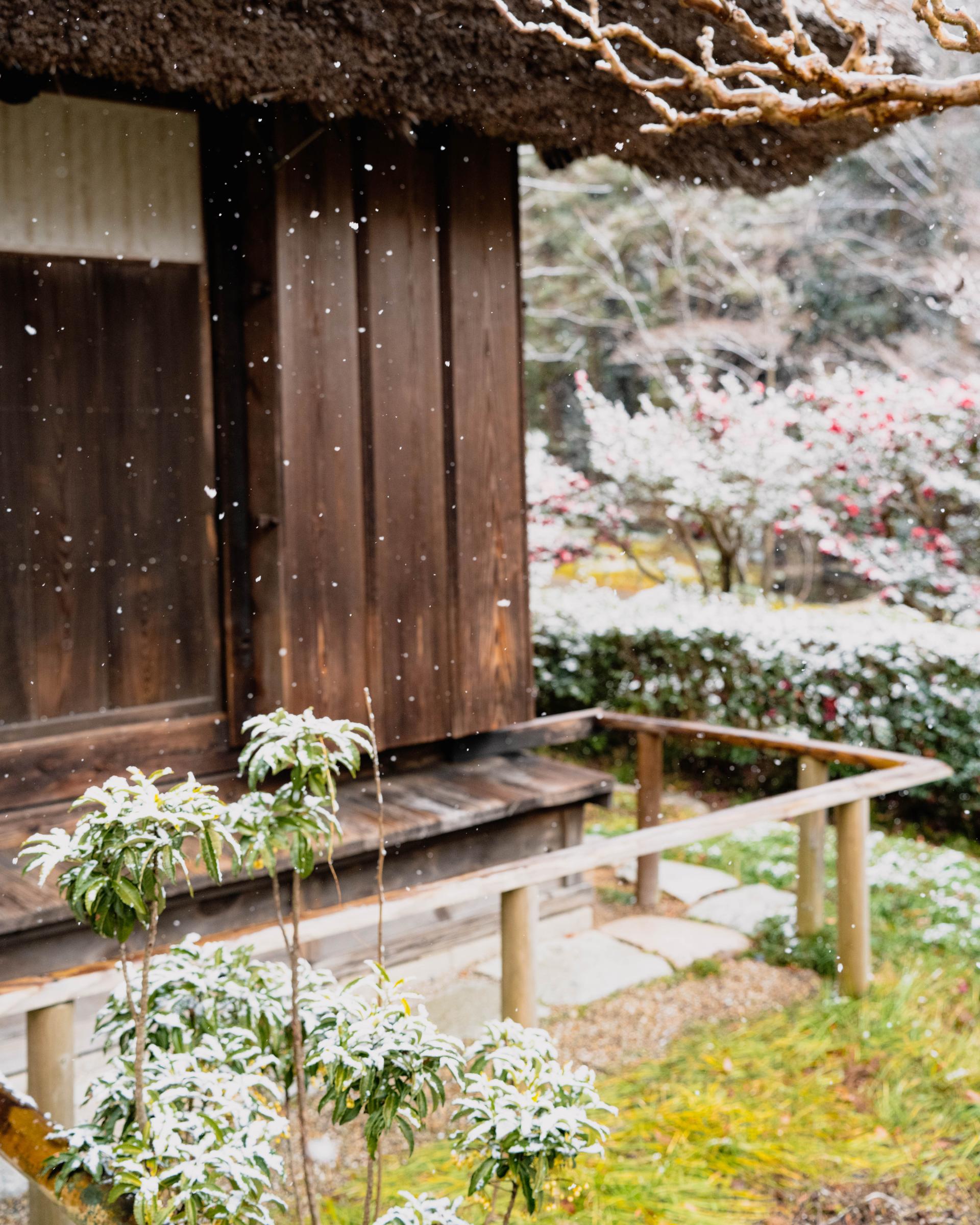 New York Photography Awards Winner - My dear Sakura,