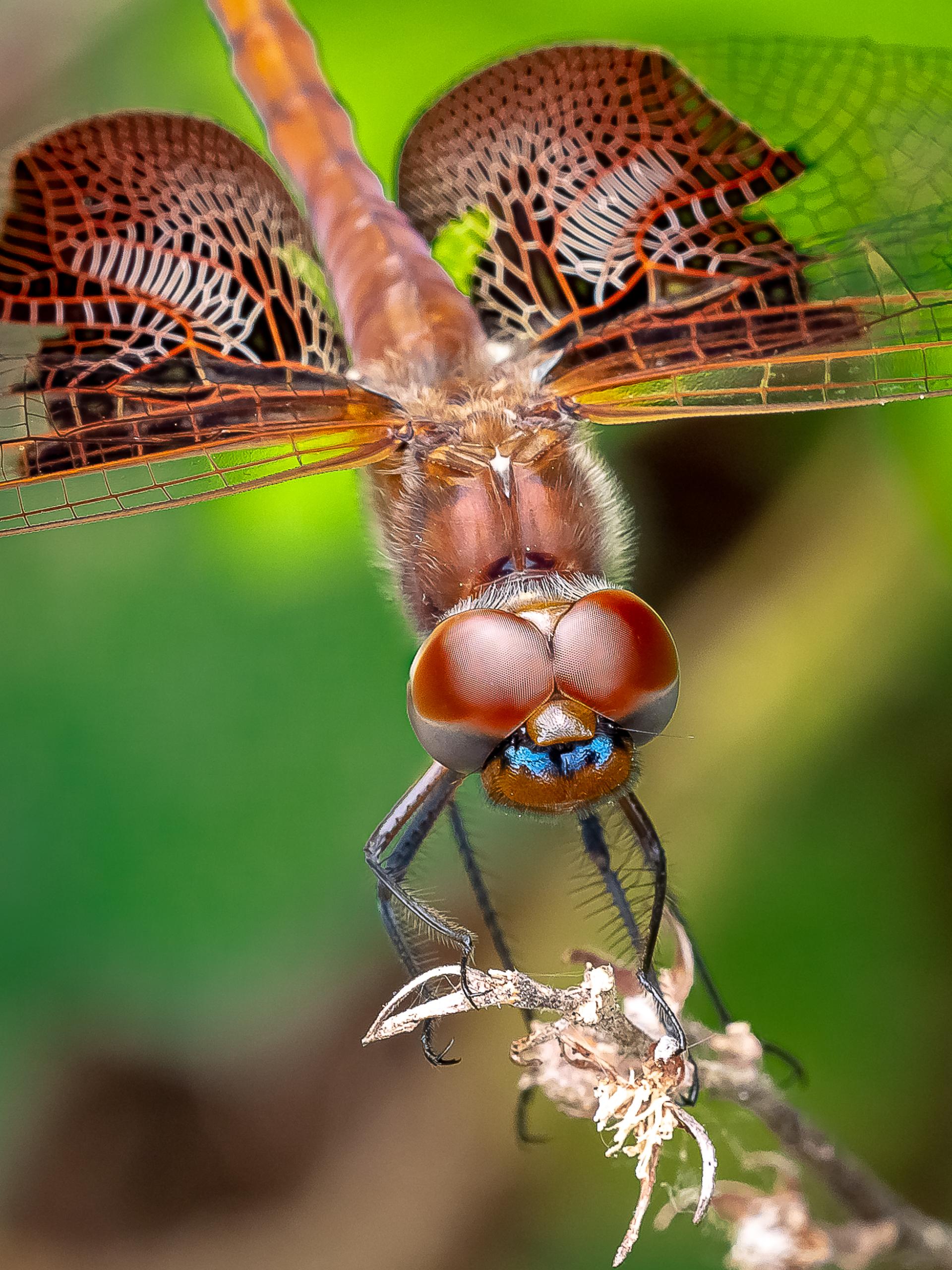 New York Photography Awards Winner - Unveiling the Hidden World of Dragonflies