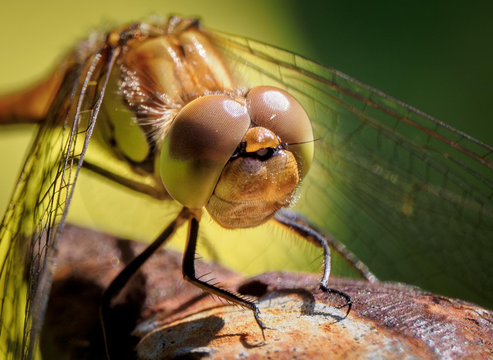 New York Photography Awards Winner - Unveiling the Hidden World of Dragonflies