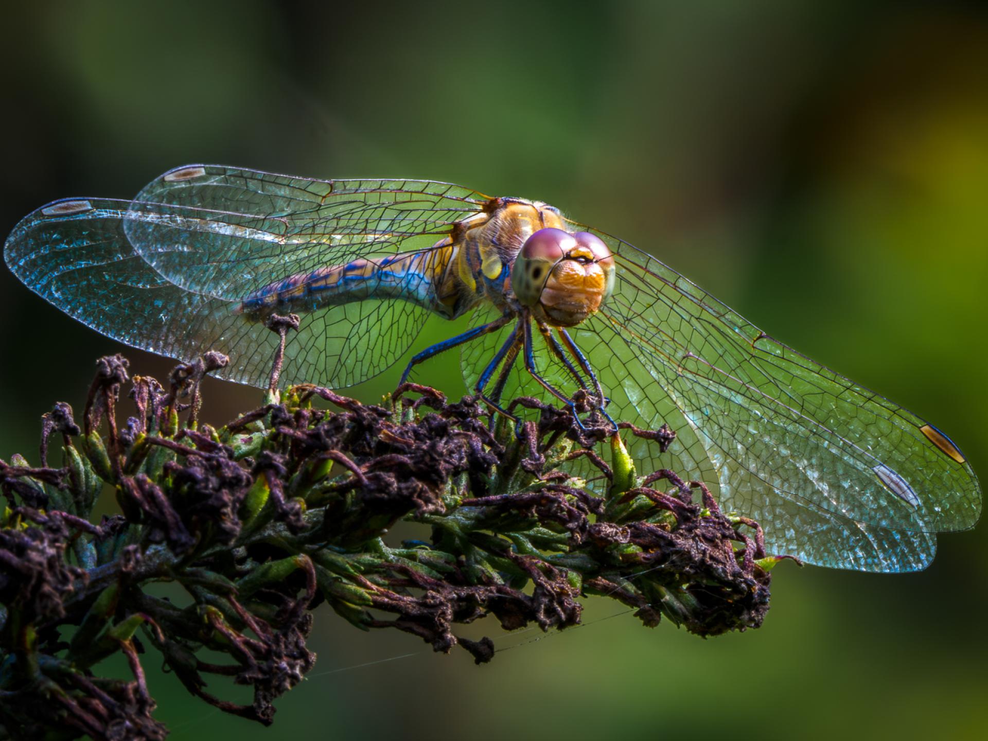 New York Photography Awards Winner - Unveiling the Hidden World of Dragonflies