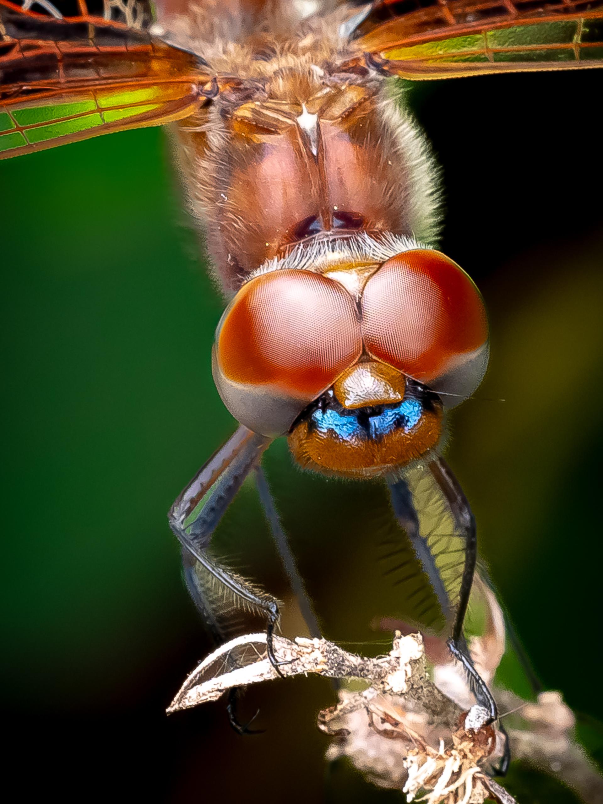 New York Photography Awards Winner - Unveiling the Hidden World of Dragonflies