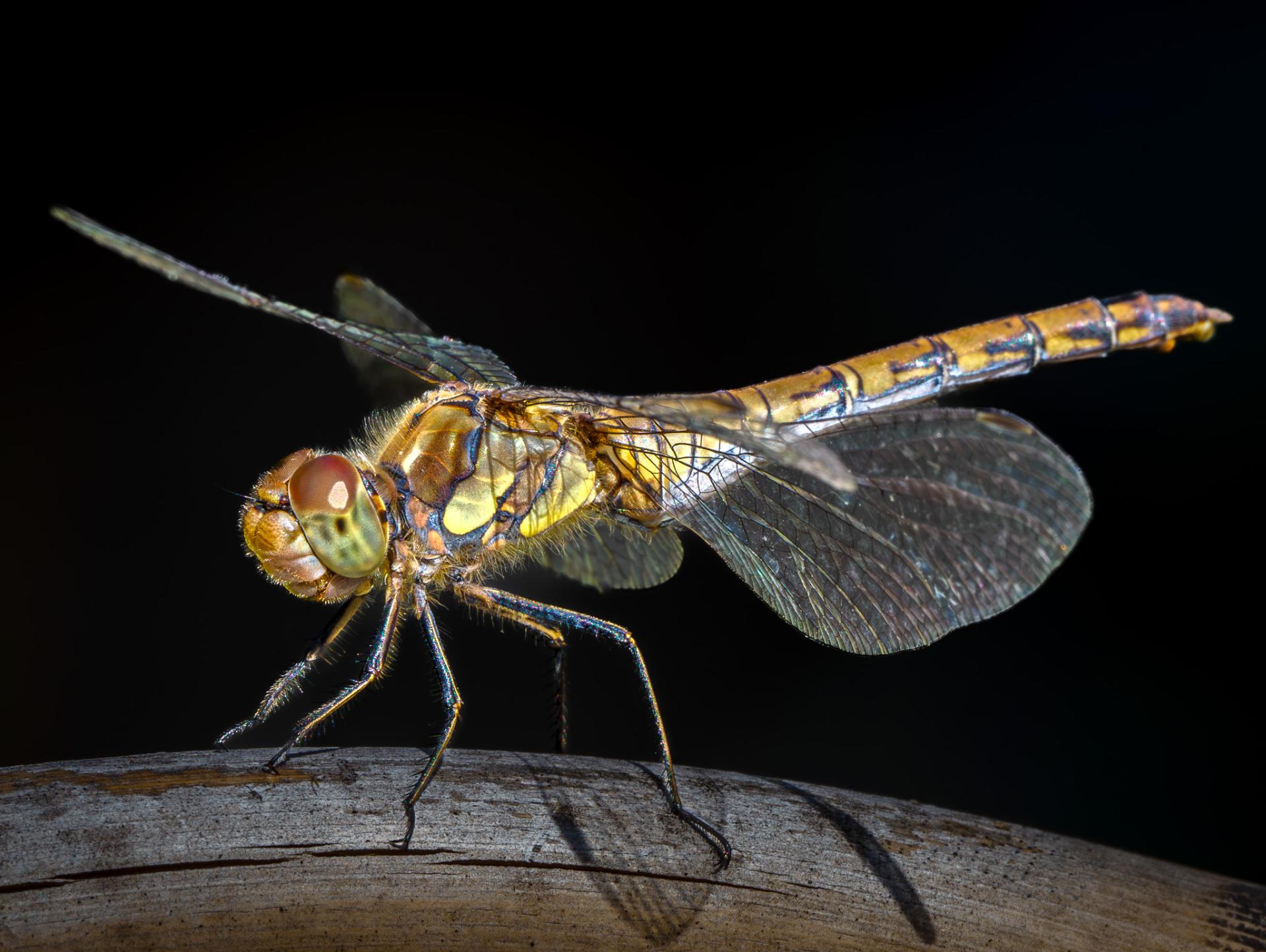 New York Photography Awards Winner - Unveiling the Hidden World of Dragonflies