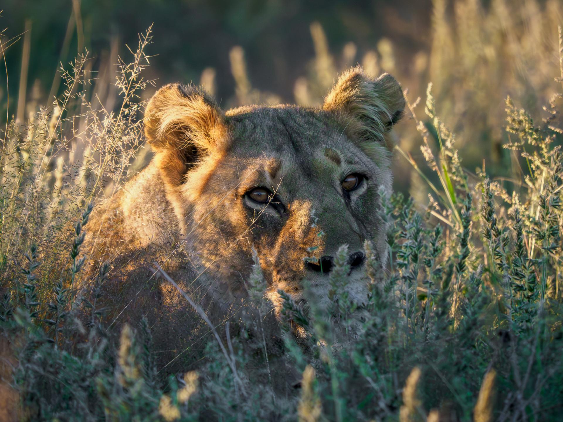 New York Photography Awards Winner - Who is looking at who?