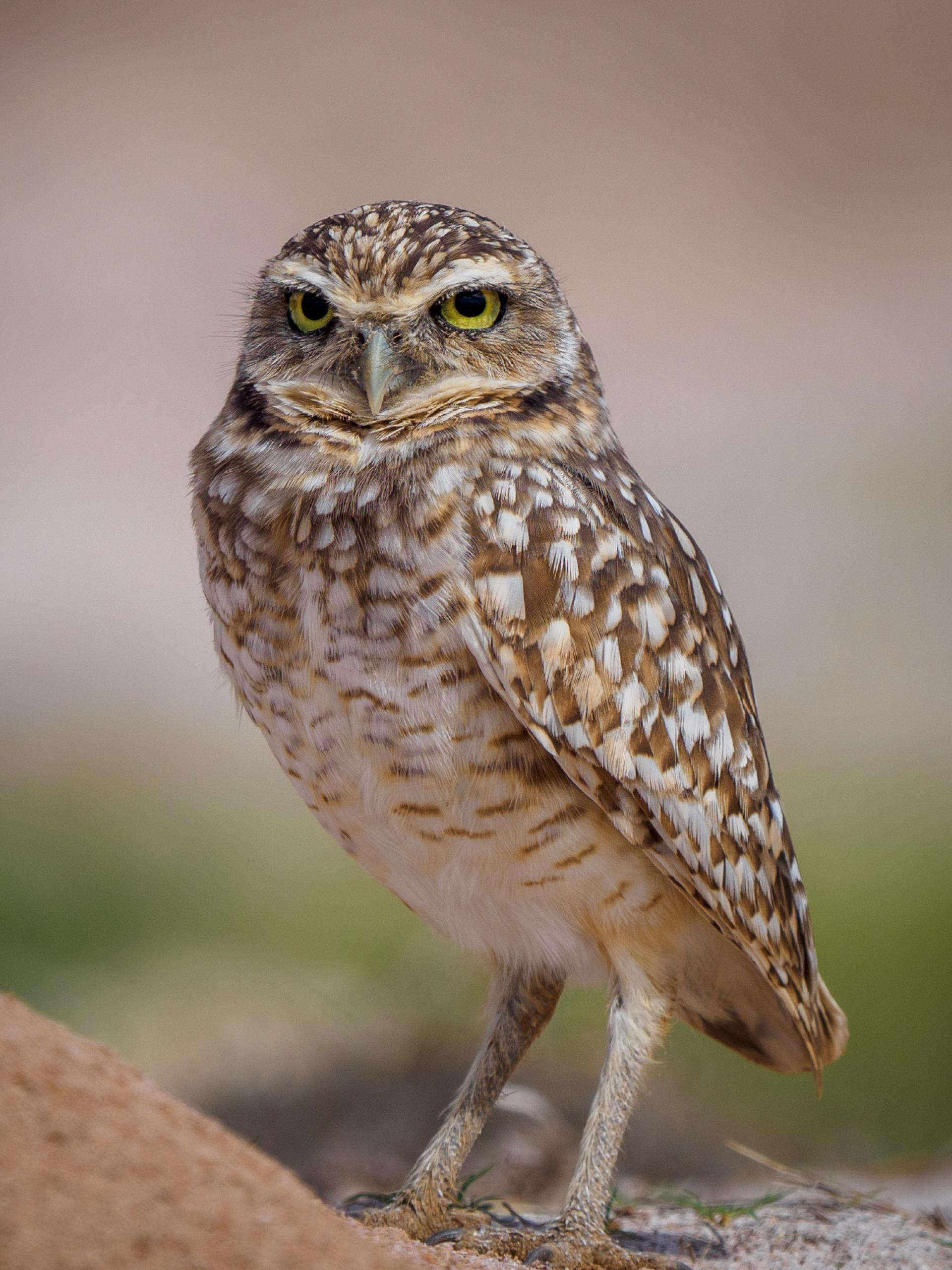 New York Photography Awards Winner - Gardians of the Night: Wisdom in Feathers