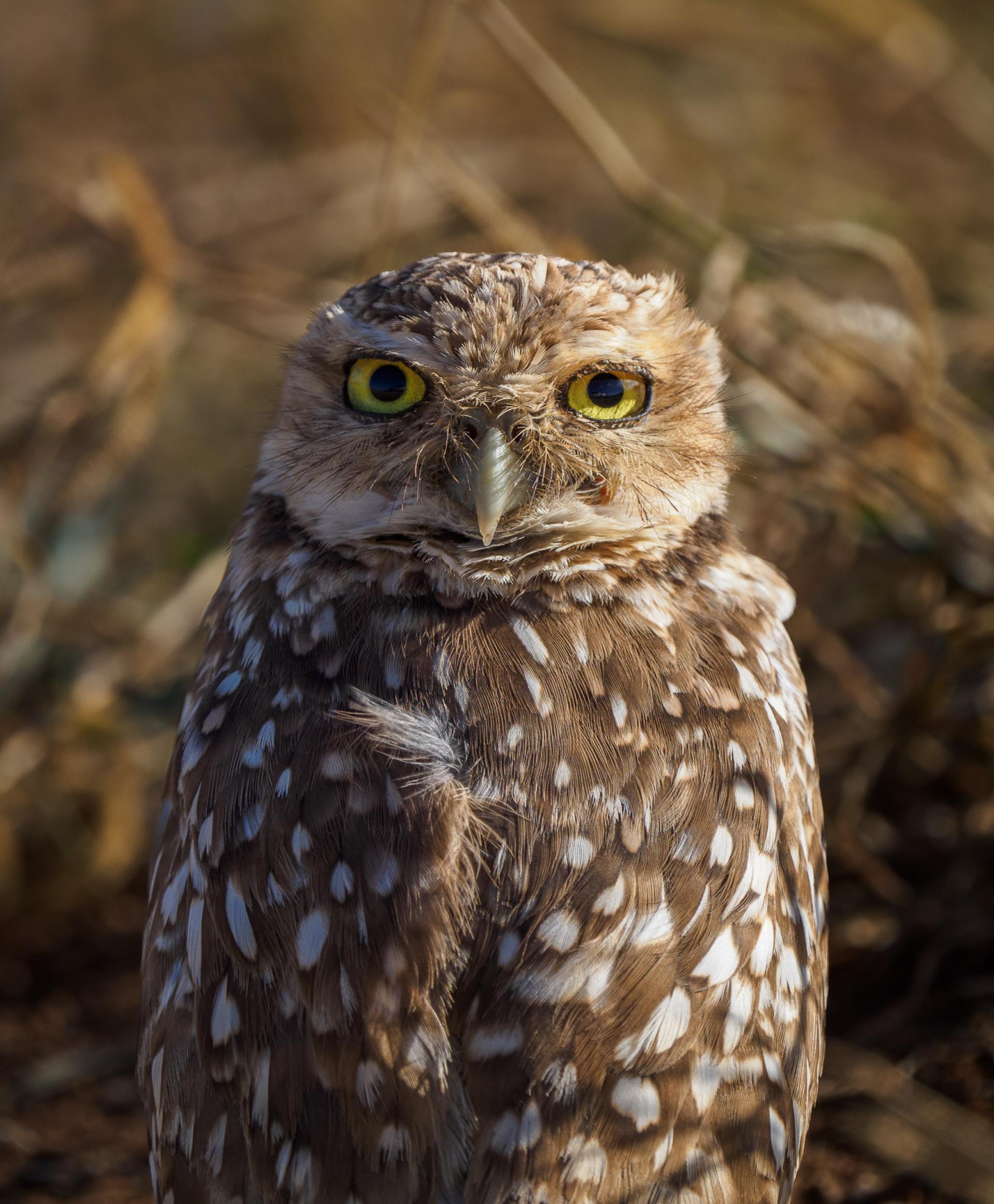 New York Photography Awards Winner - Gardians of the Night: Wisdom in Feathers