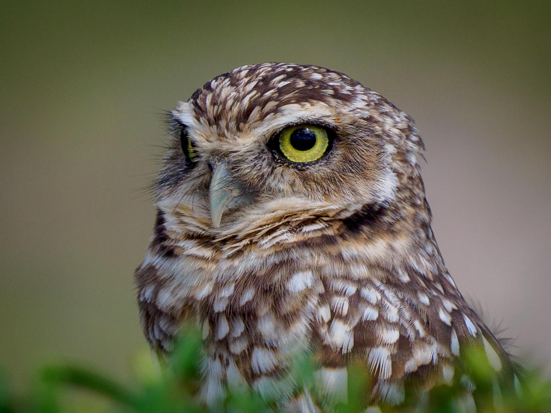 New York Photography Awards Winner - Gardians of the Night: Wisdom in Feathers