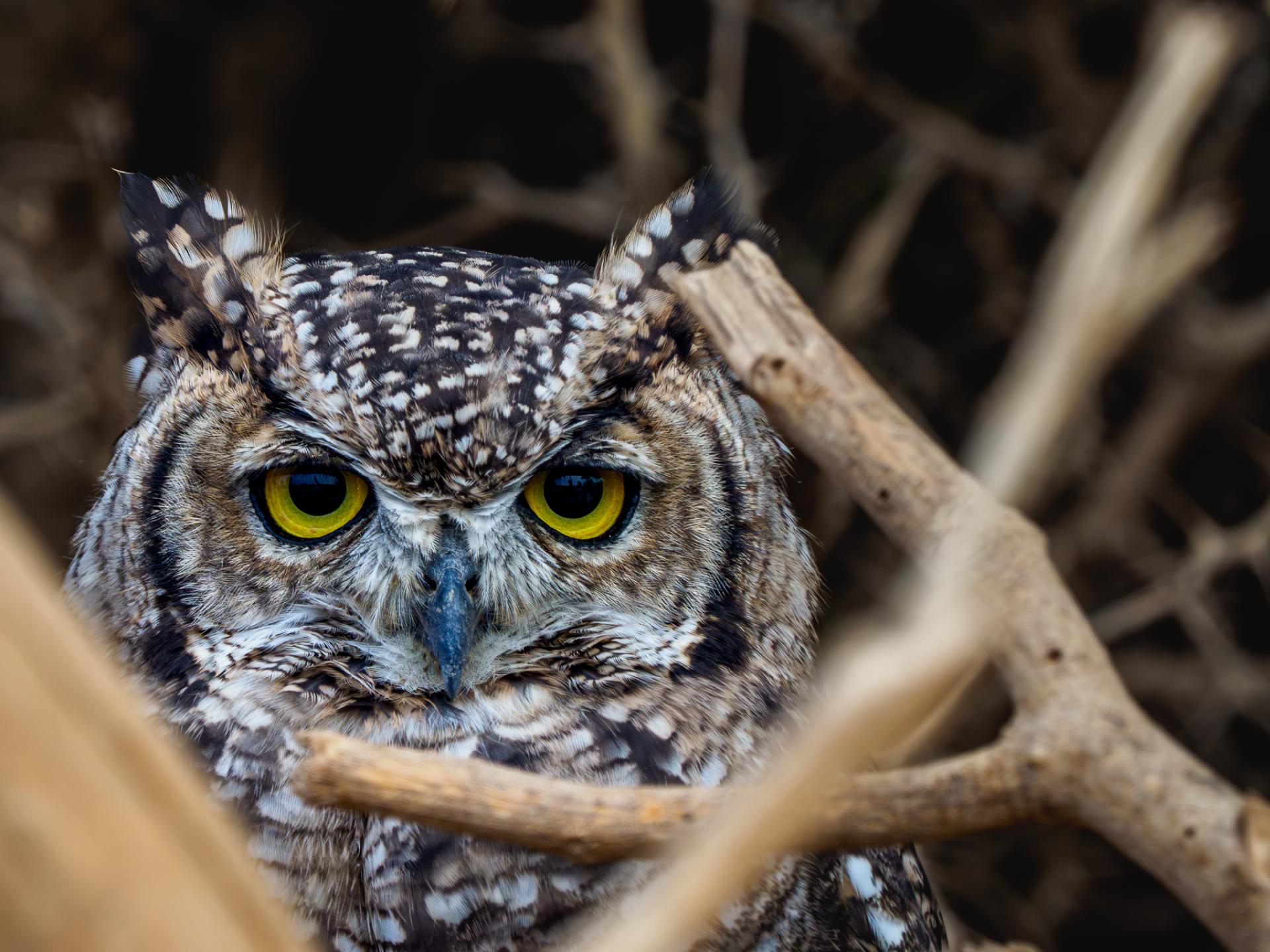 New York Photography Awards Winner - Gardians of the Night: Wisdom in Feathers