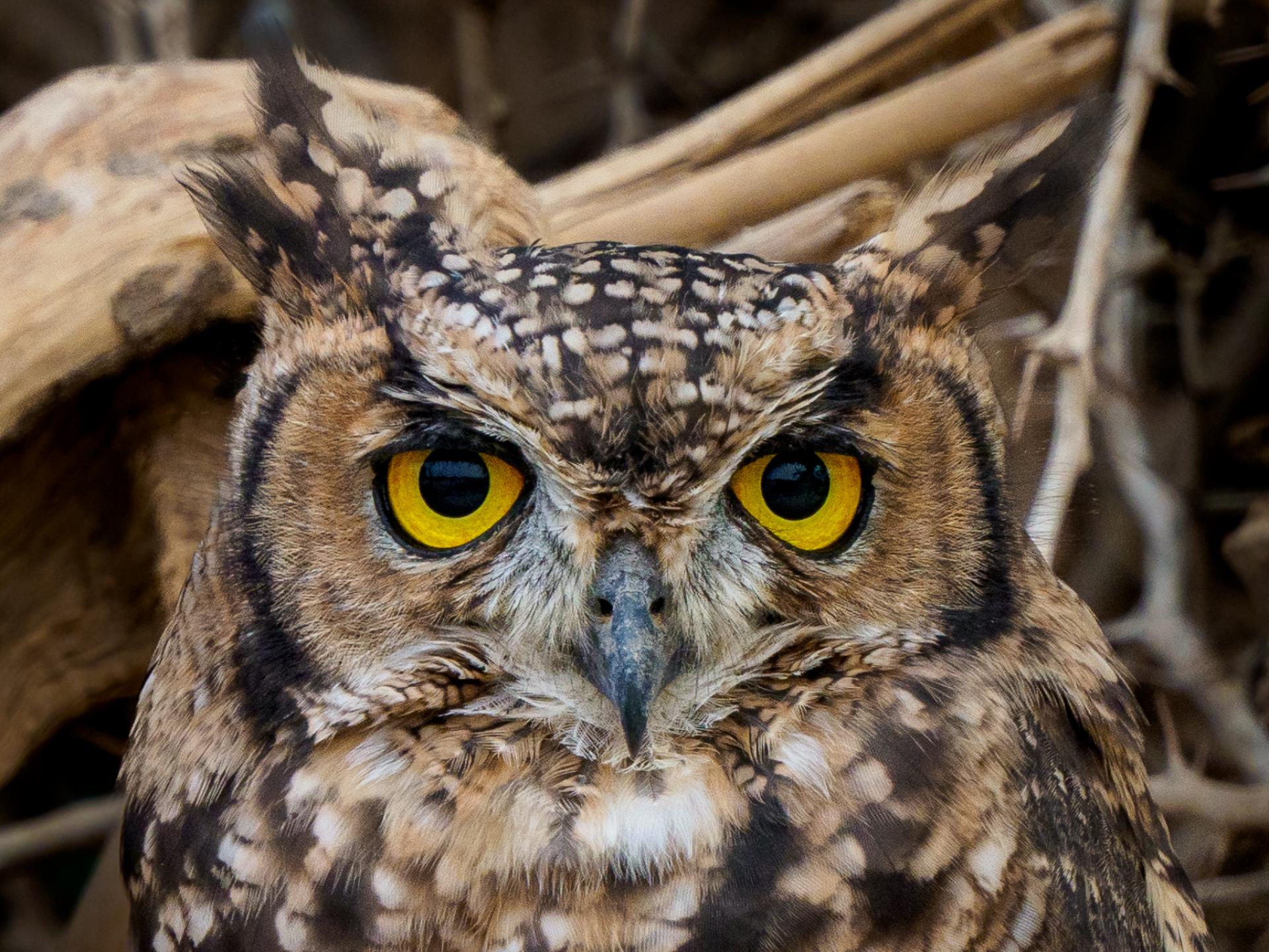 New York Photography Awards Winner - Gardians of the Night: Wisdom in Feathers