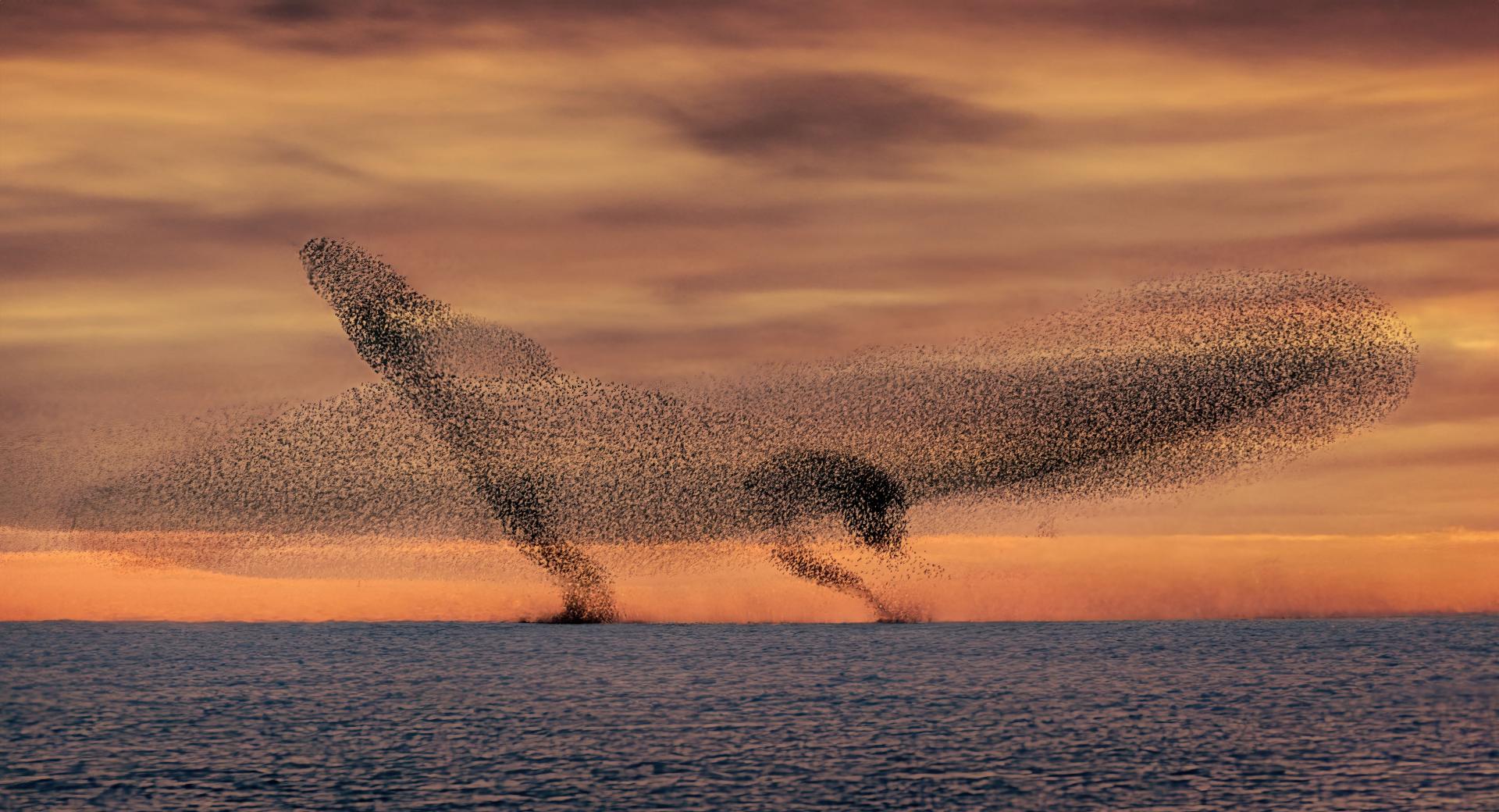 New York Photography Awards Winner - Murmurations of Starlings