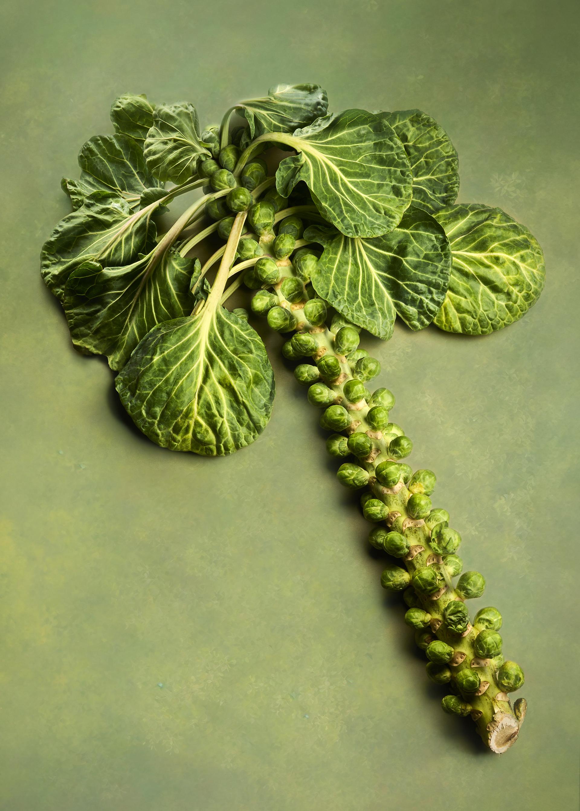 New York Photography Awards Winner - Sprouts