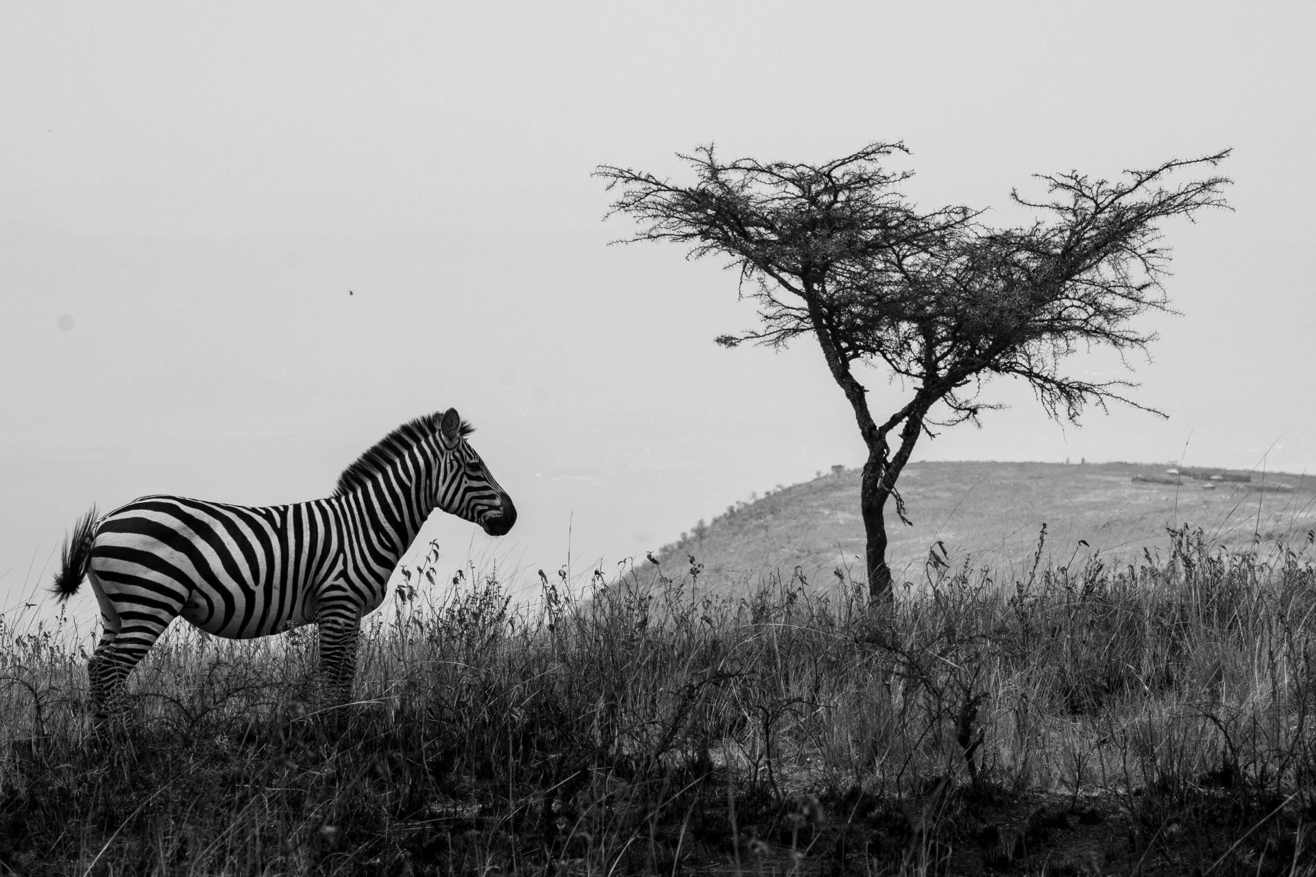 New York Photography Awards Winner - Zebra