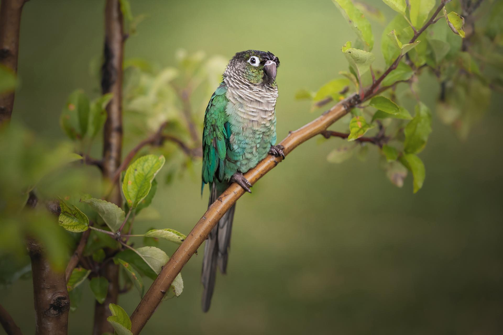 New York Photography Awards Winner - Faithful Feathers