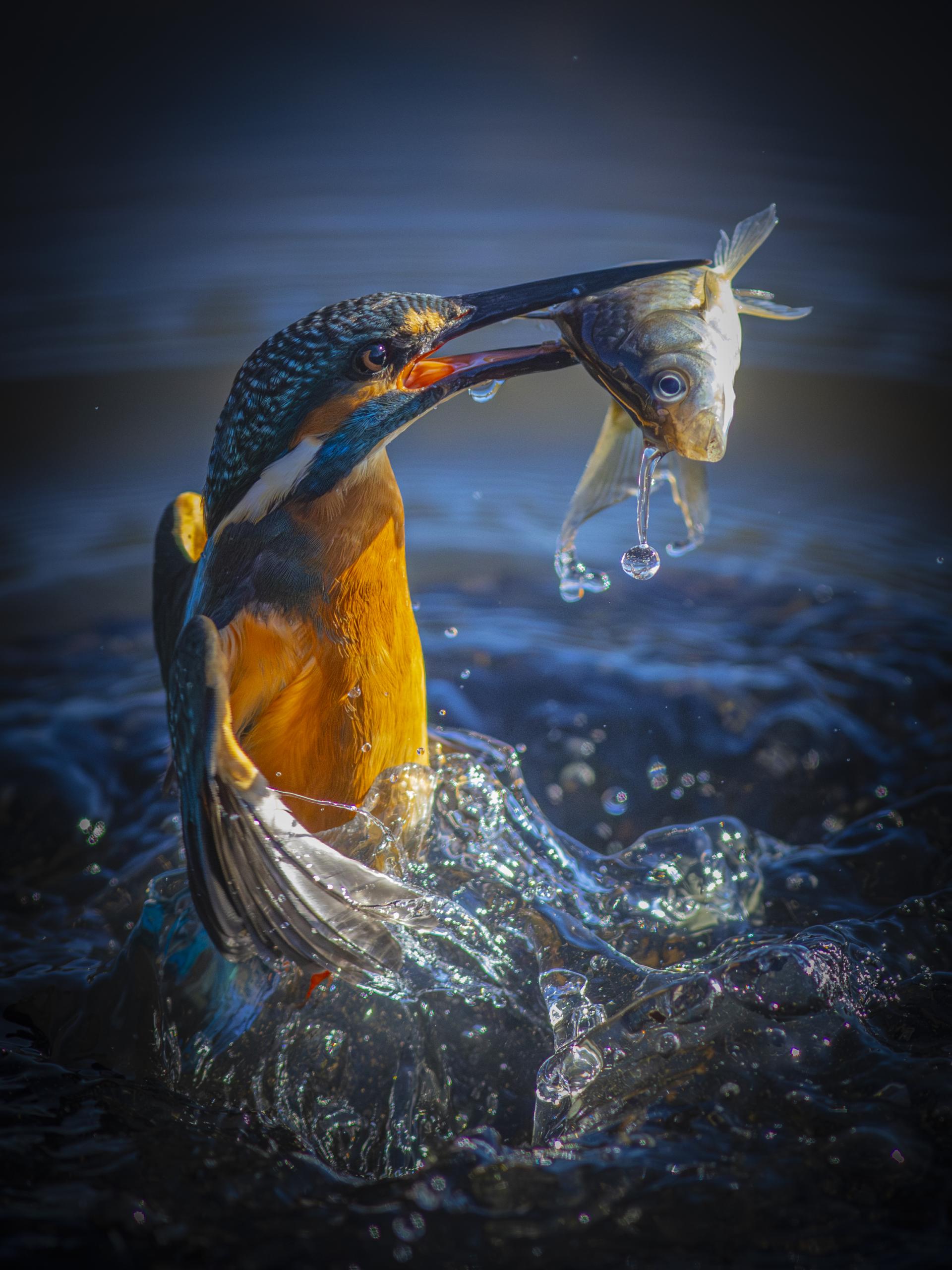 New York Photography Awards Winner - Kingfisher