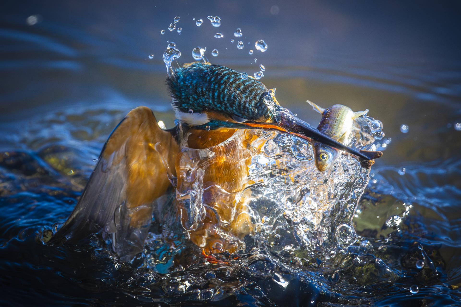 New York Photography Awards Winner - Kingfisher