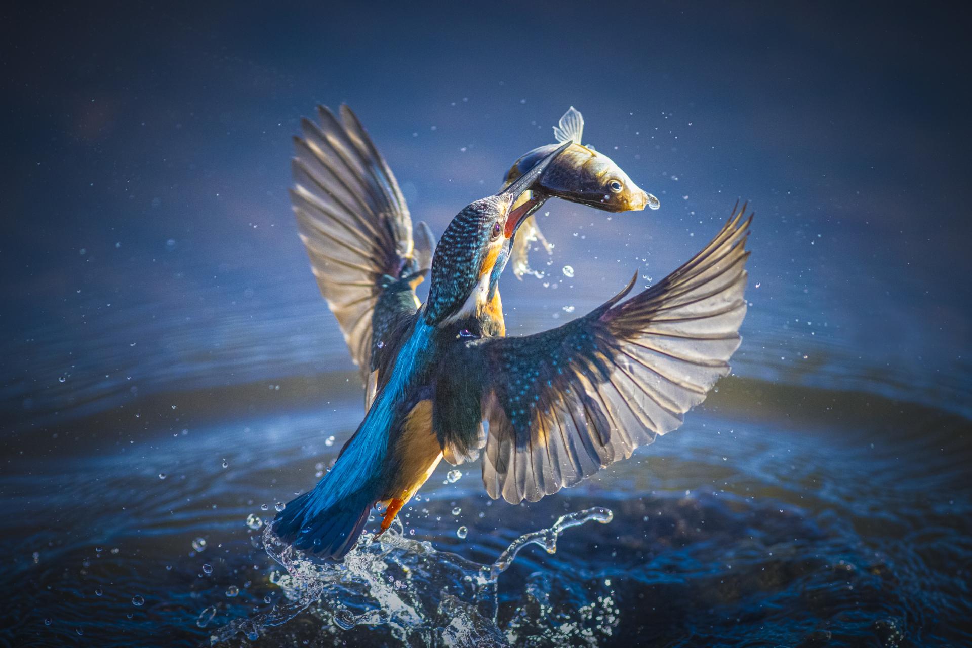 New York Photography Awards Winner - Kingfisher