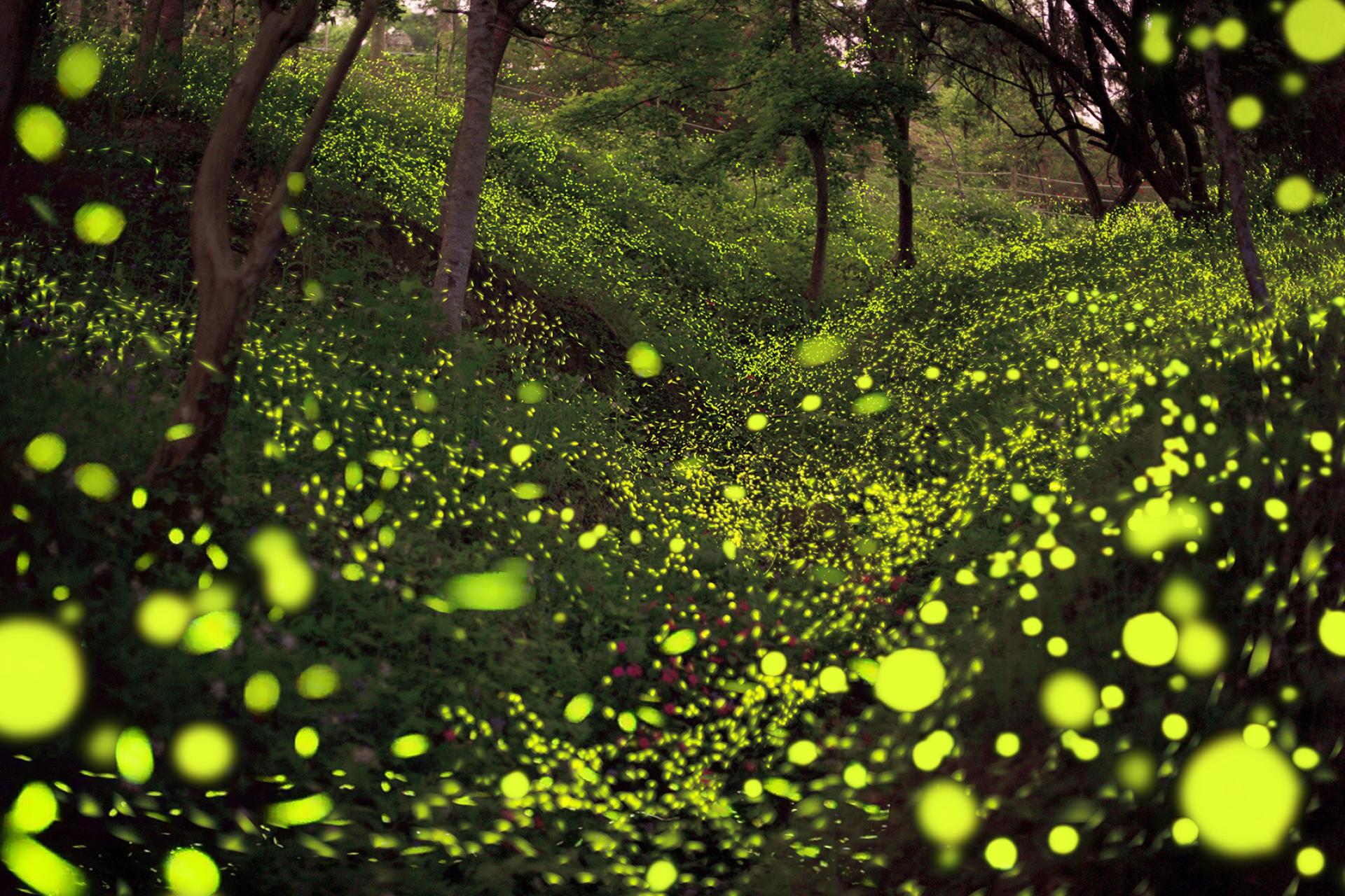 New York Photography Awards Winner - Summer Night Firefly Dance.