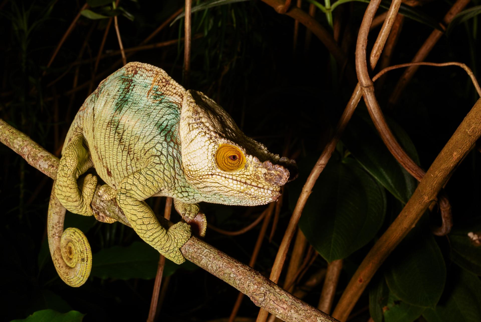 New York Photography Awards Winner - Beauty in the Bush