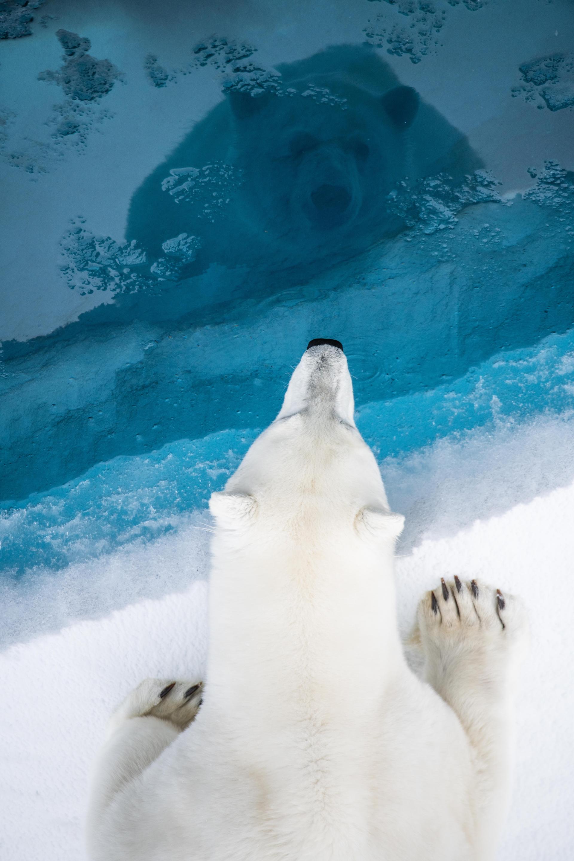 New York Photography Awards Winner - Magic Ursus maritimus