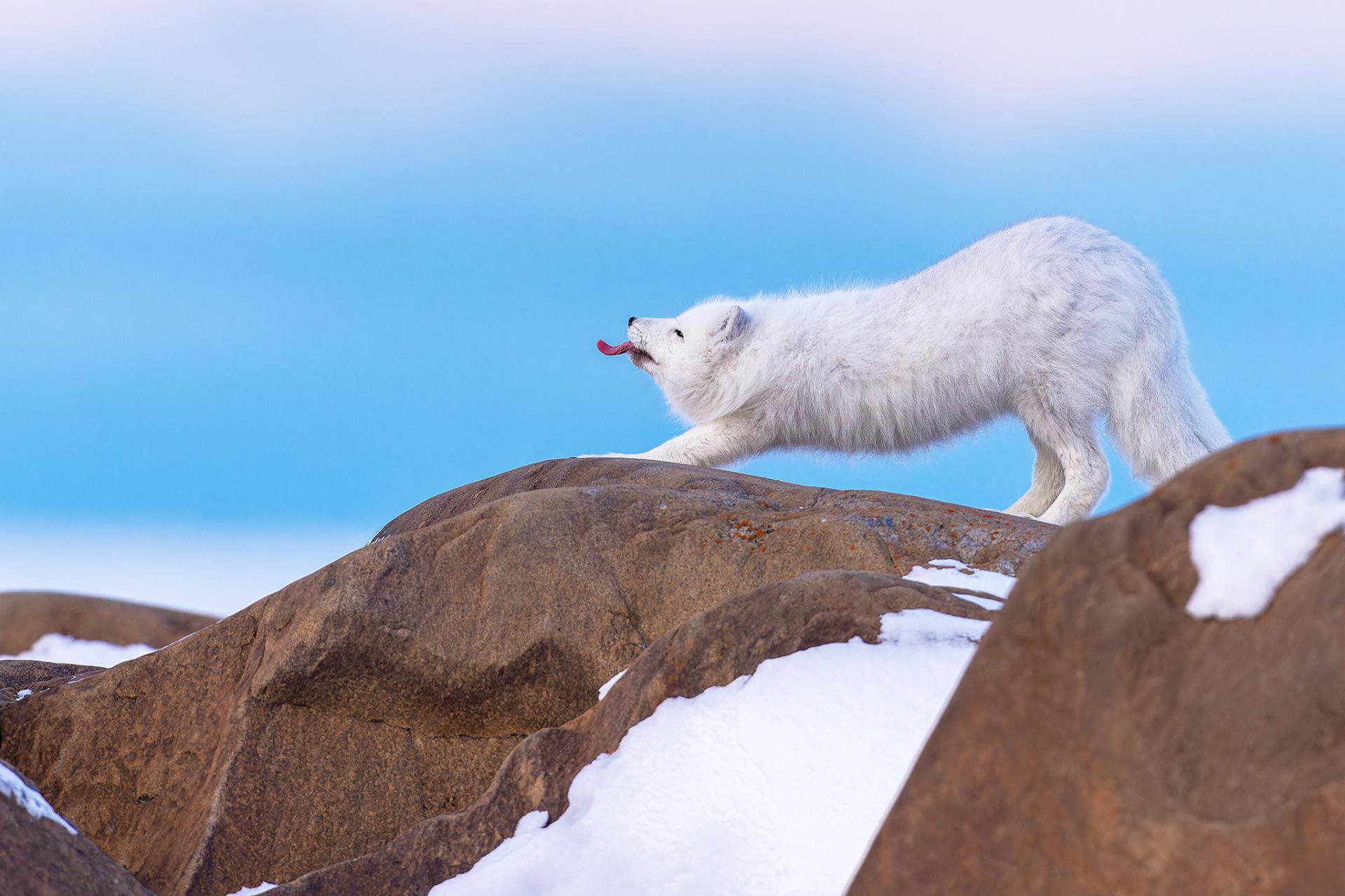 New York Photography Awards Winner - The superhero fox