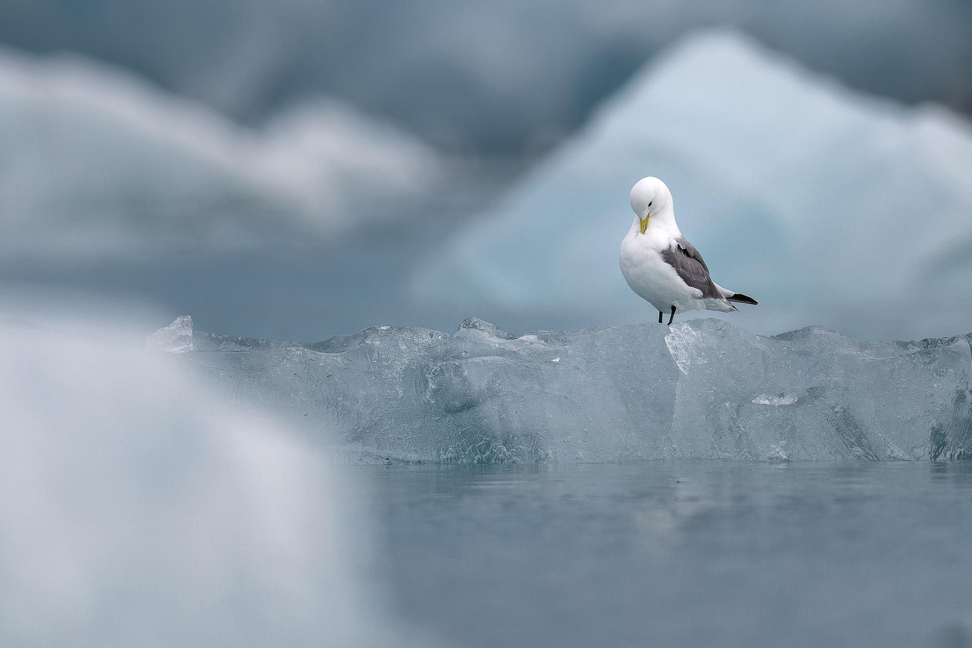 New York Photography Awards Winner - Kittiwake