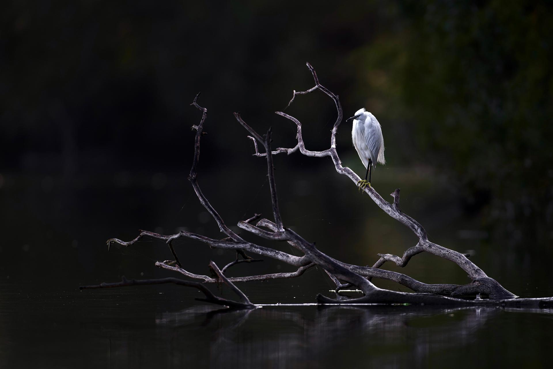 New York Photography Awards Winner - The little egret