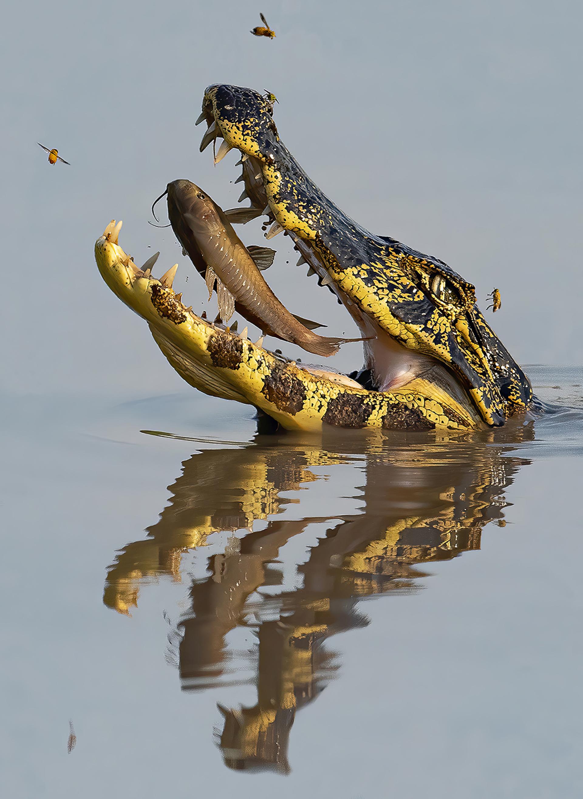 New York Photography Awards Winner - Gotcha!