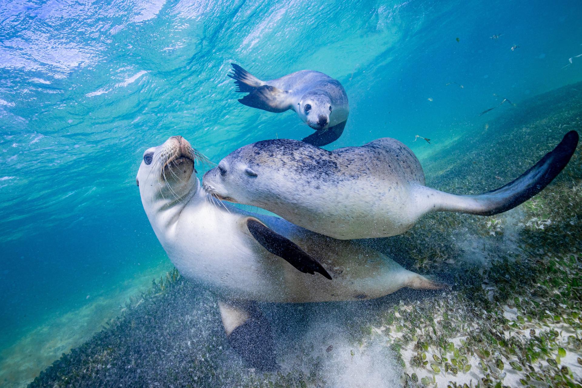 New York Photography Awards Winner - Play time