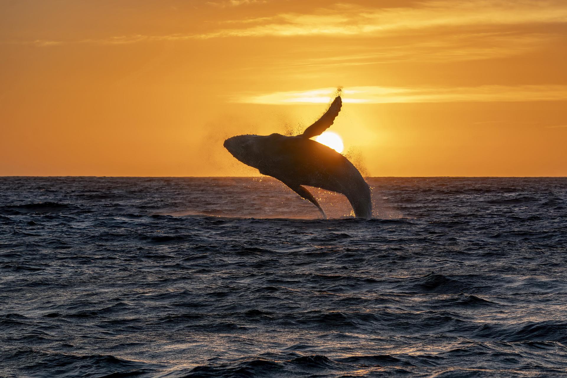 New York Photography Awards Winner - The Golden Whale