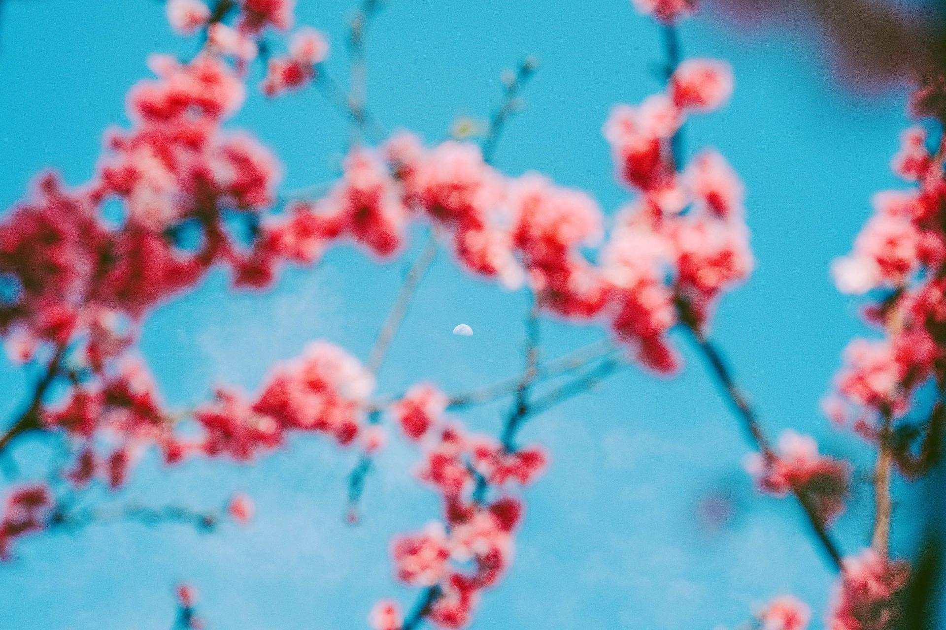 New York Photography Awards Winner - The Moon and Cherry Blossom