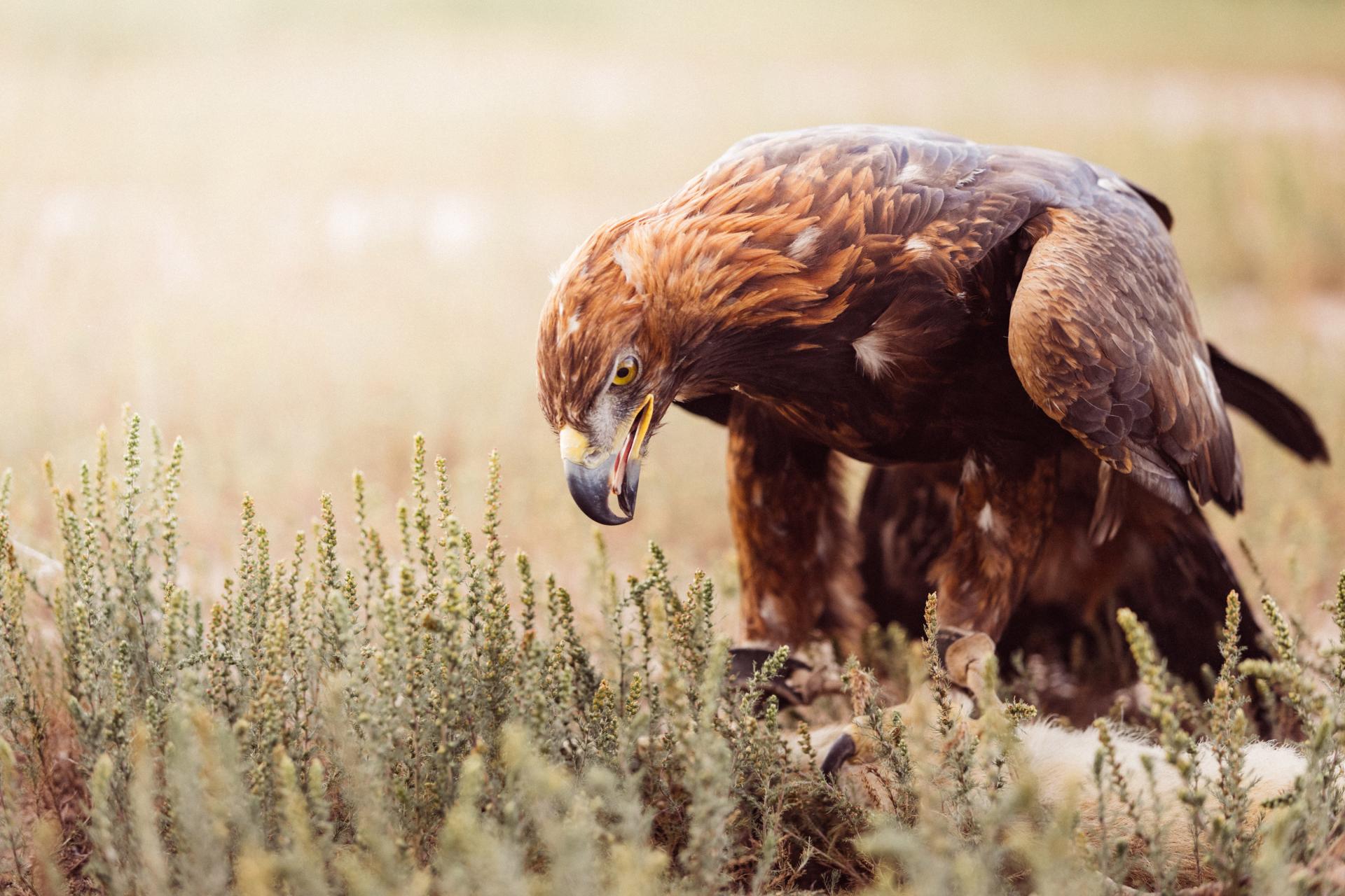 New York Photography Awards Winner - Eagle Hunter