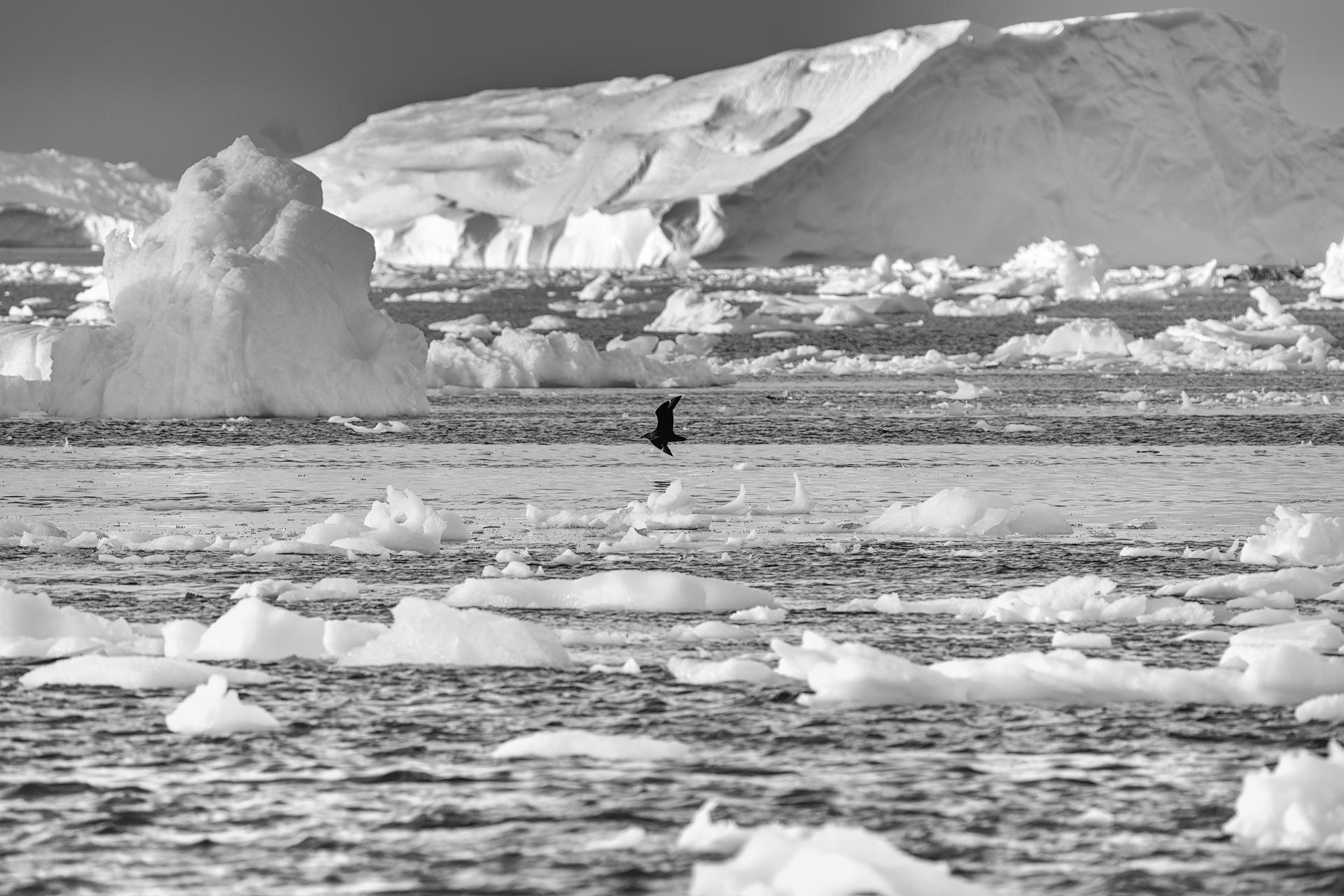 New York Photography Awards Winner - Pure Nature