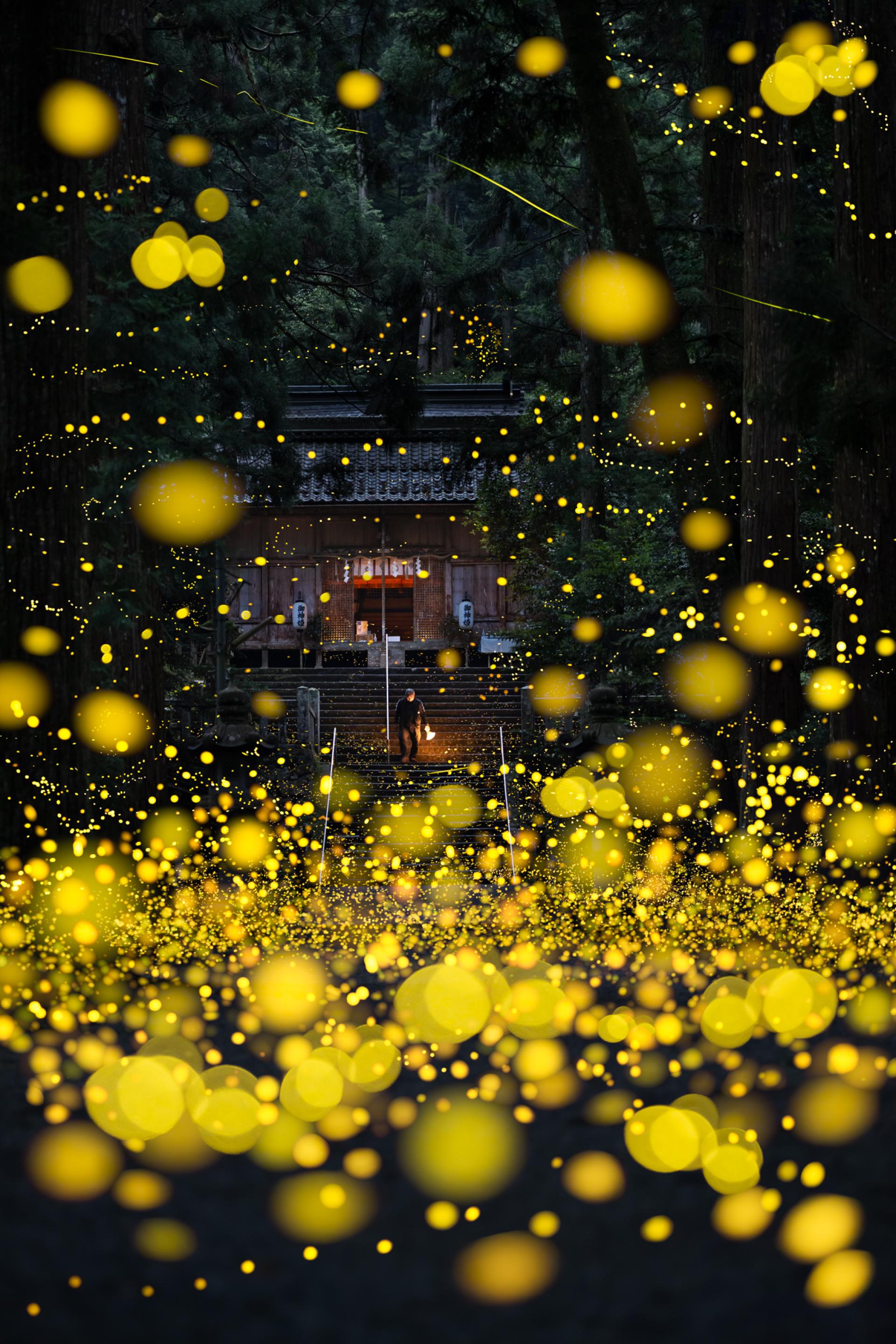 New York Photography Awards Winner - Dreamy firefly 