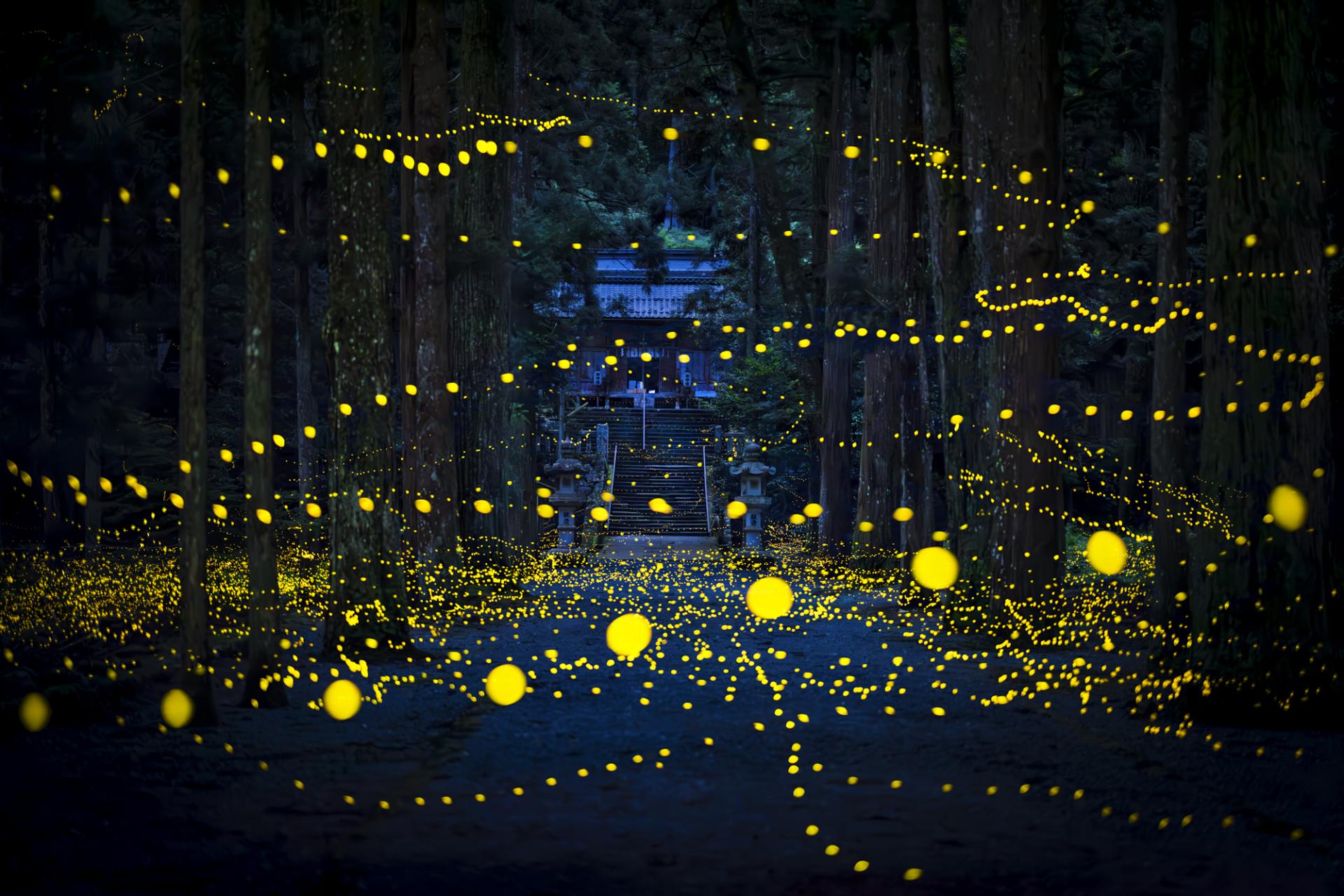 New York Photography Awards Winner - Dreamy firefly 