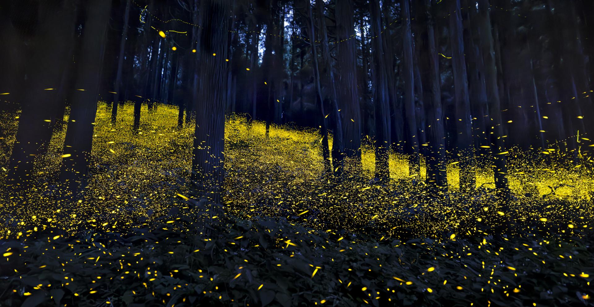 New York Photography Awards Winner - Dreamy firefly 