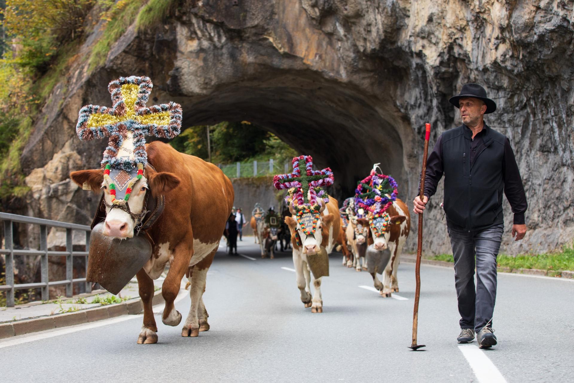 New York Photography Awards Winner - Down from the Alps: The Almabtrieb