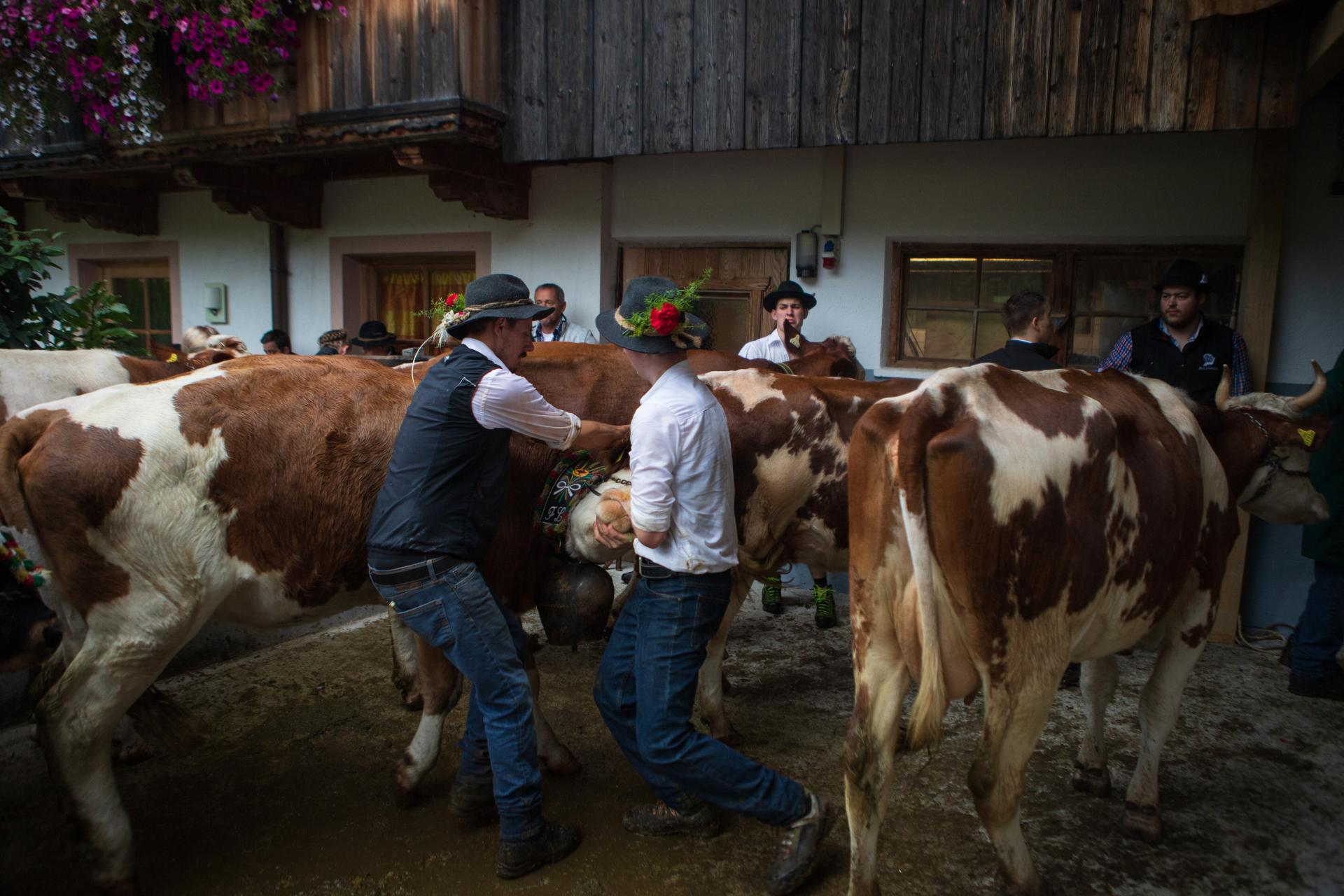 New York Photography Awards Winner - Down from the Alps: The Almabtrieb