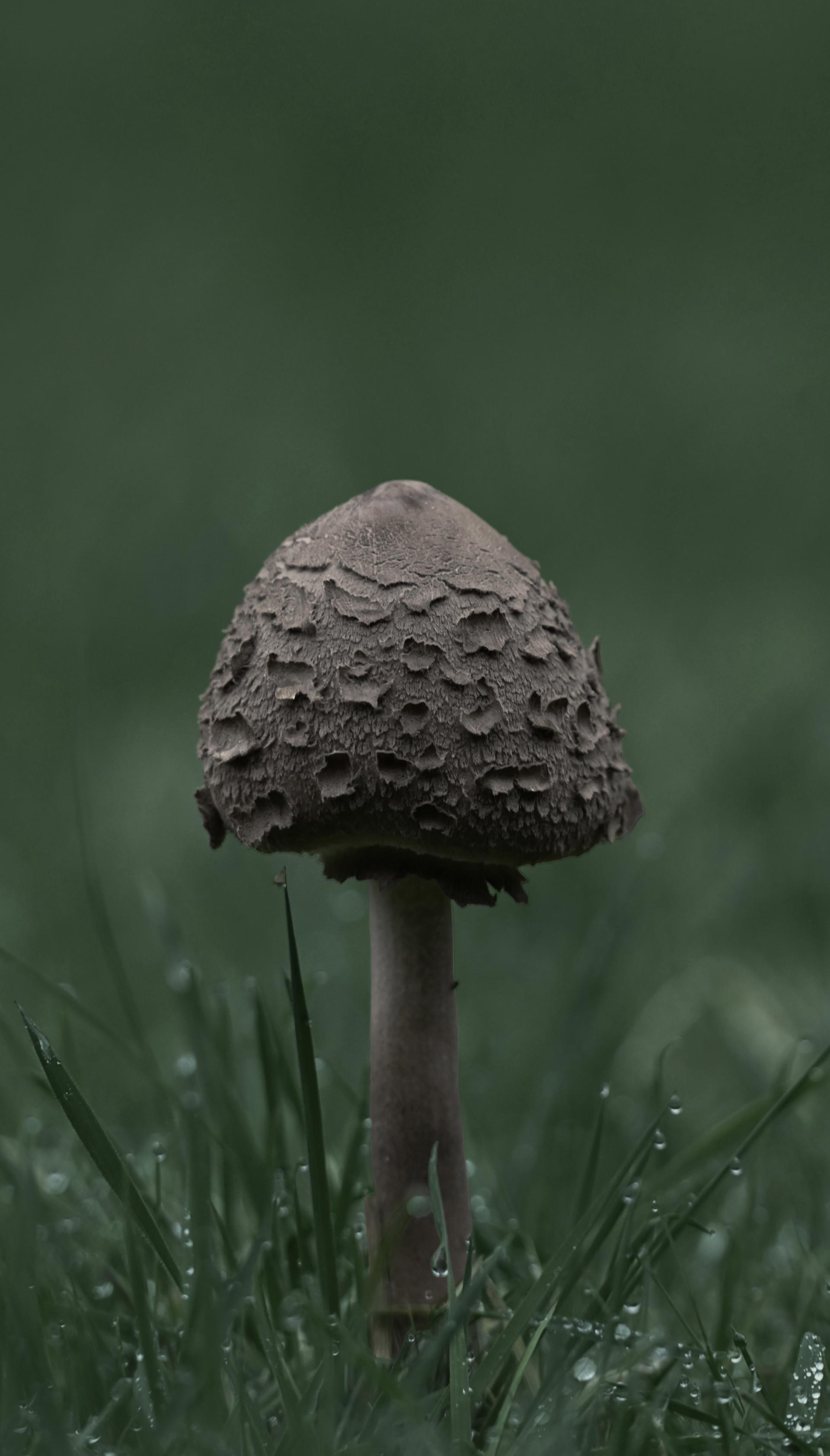 New York Photography Awards Winner - Flowers and Fungi: Impressions and Expressions