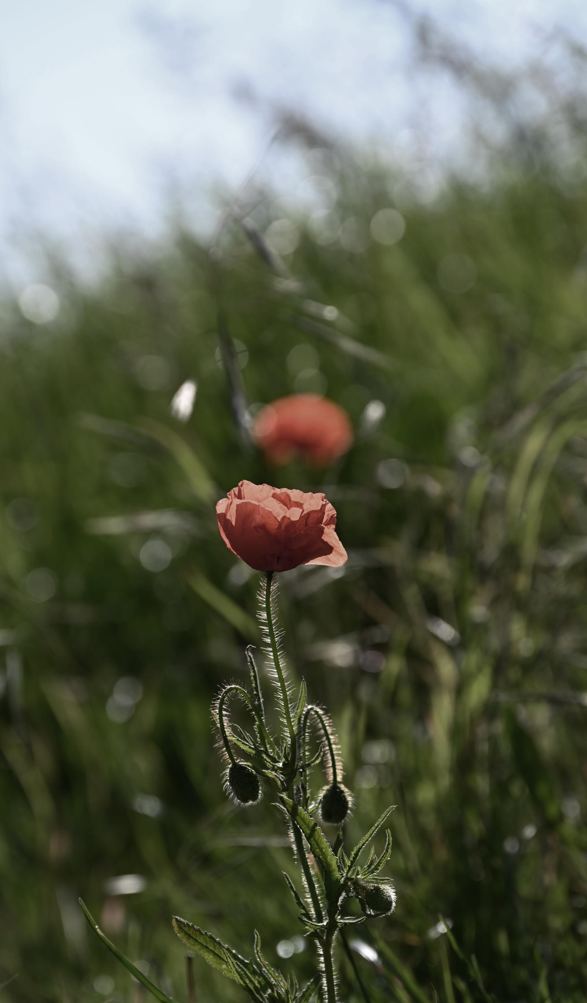 New York Photography Awards Winner - Flowers and Fungi: Impressions and Expressions