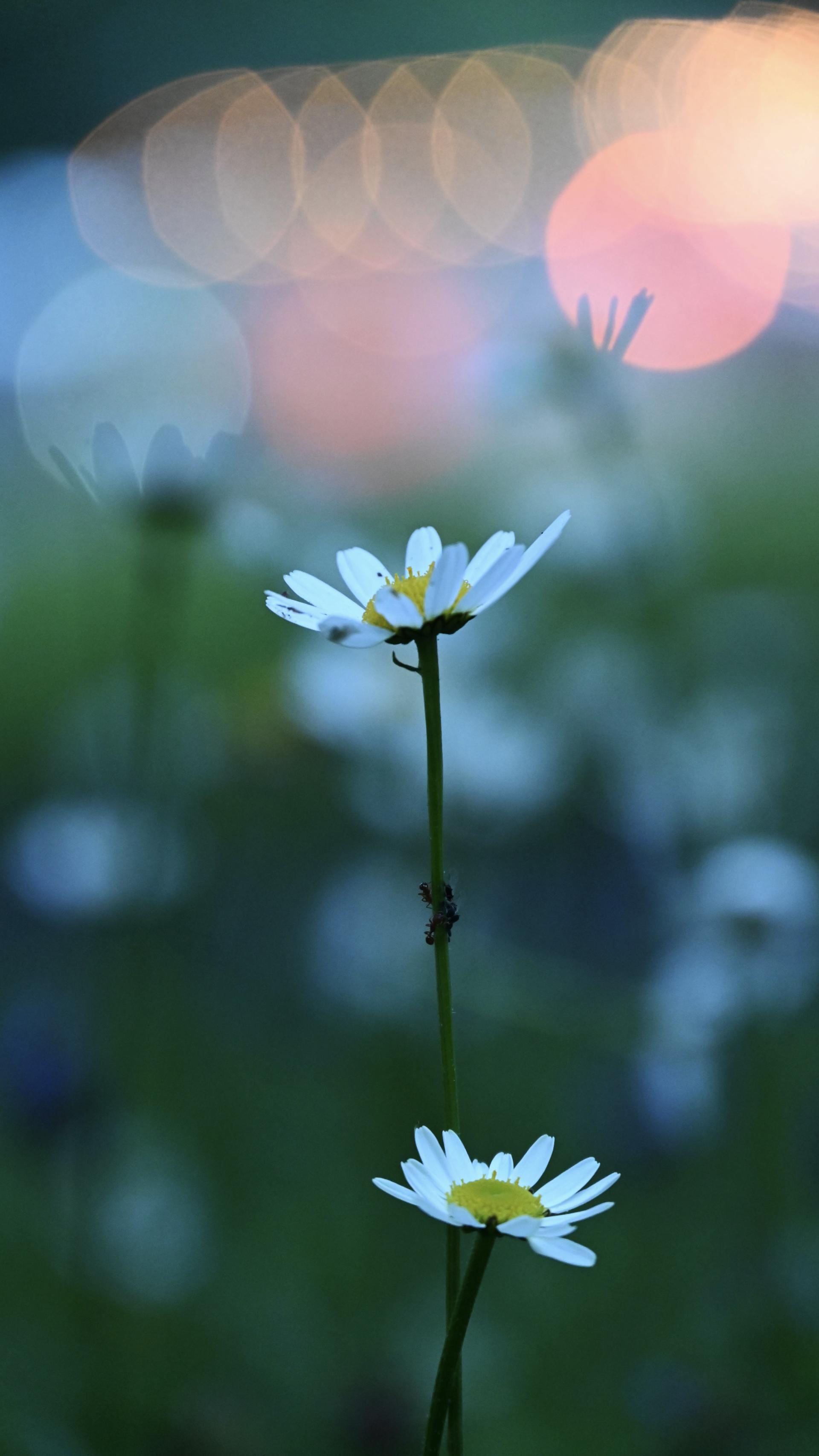 New York Photography Awards Winner - Flowers and Fungi: Impressions and Expressions