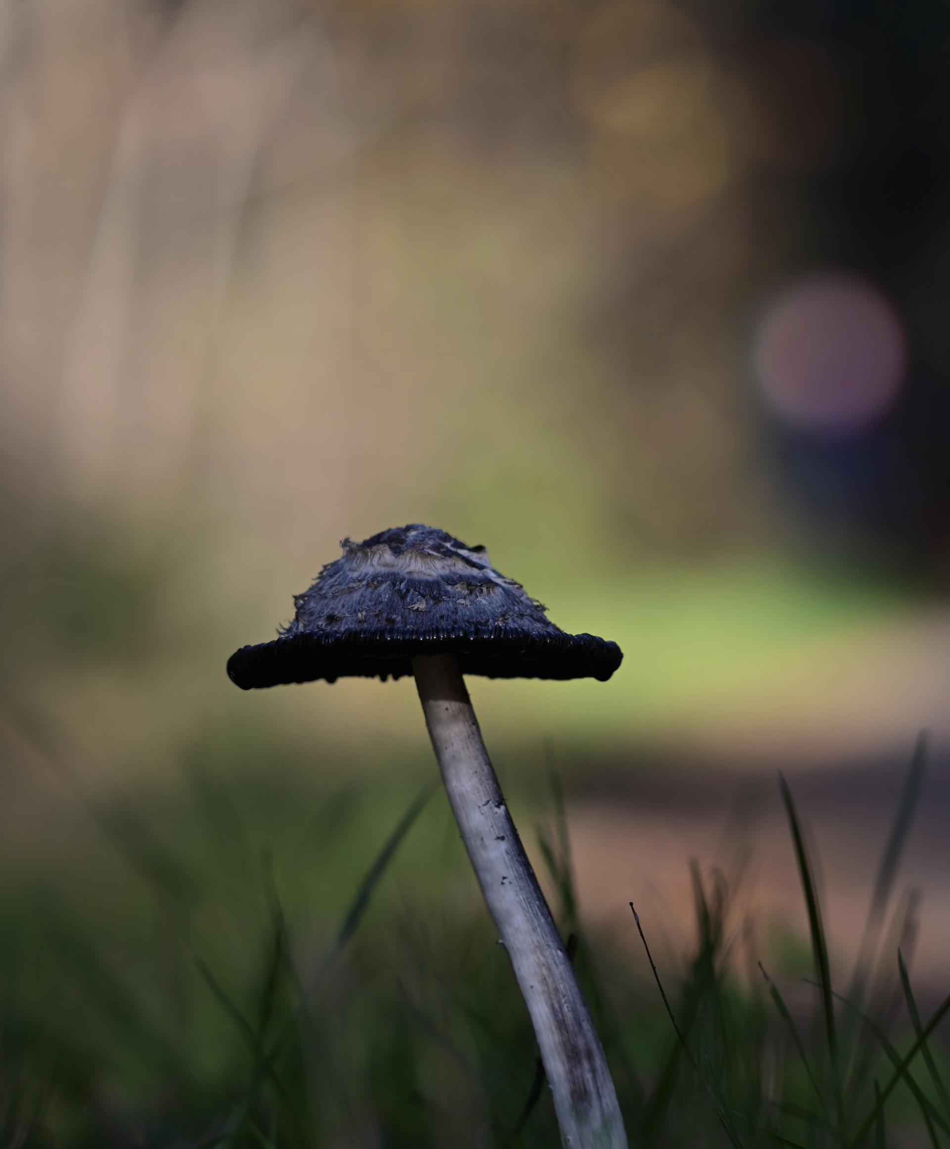 New York Photography Awards Winner - Flowers and Fungi: Impressions and Expressions