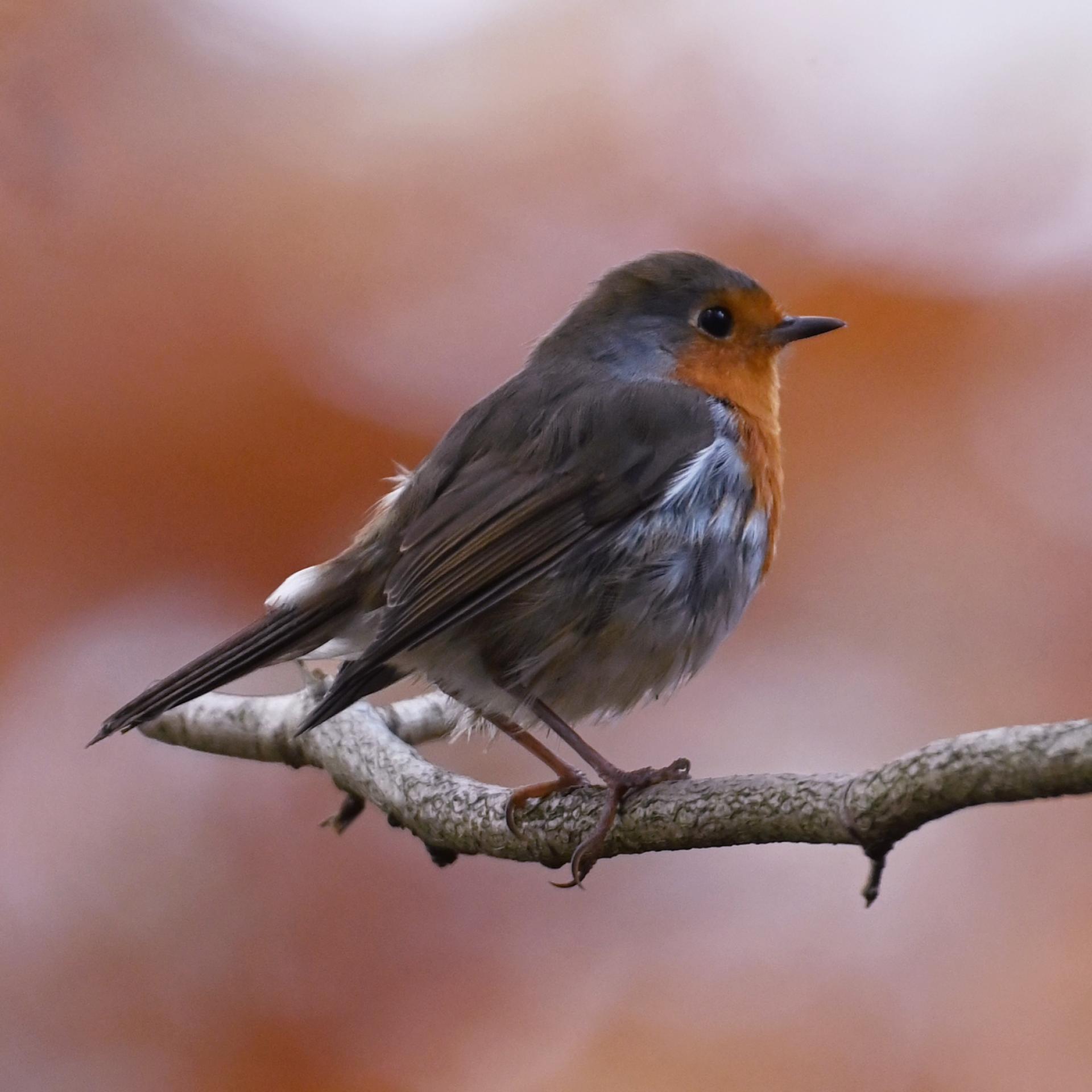 New York Photography Awards Winner - Wildlife and Colors